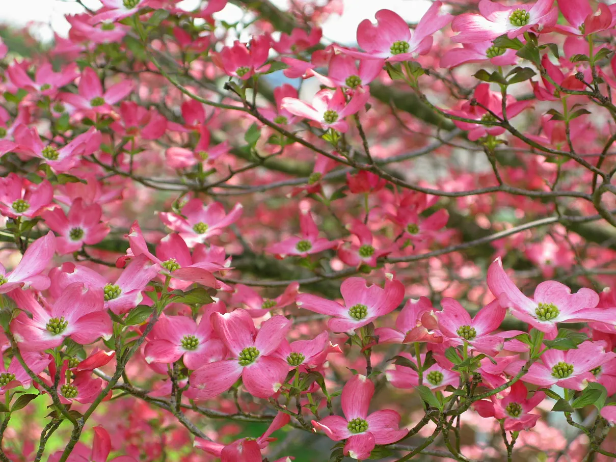 Pink Flowering Dogwood (Cornus Florida 'Rubra') — As a landscape architect assistant