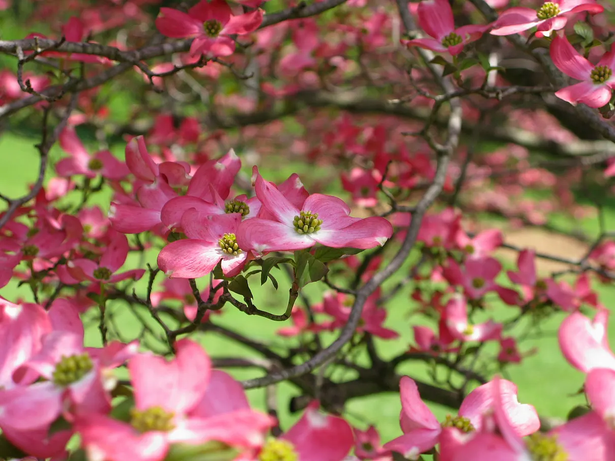 Pink Flowering Dogwood (Cornus Florida 'Rubra') — The Pink Flowering Dogwood is also known for its winter interest; tree with pink blooms
