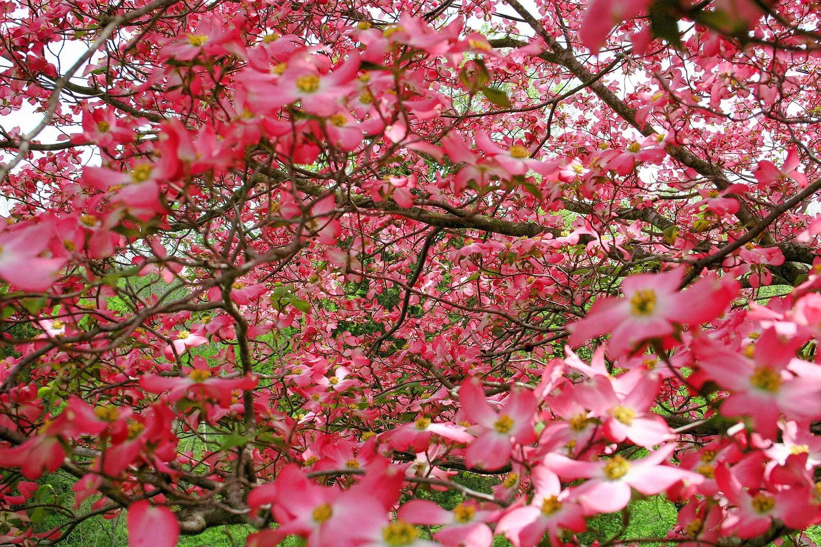 Pink Flowering Dogwood (Cornus Florida 'Rubra') — maintain a soil pH between 5.5 and 6.0 and provide a watering regimen to keep the soil, image 48