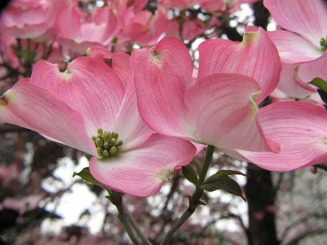 Pink Flowering Dogwood (Cornus Florida 'Rubra') — the Pink Flowering Dogwood thrives in partial shade but can tolerate full sun if provided with ample moisture