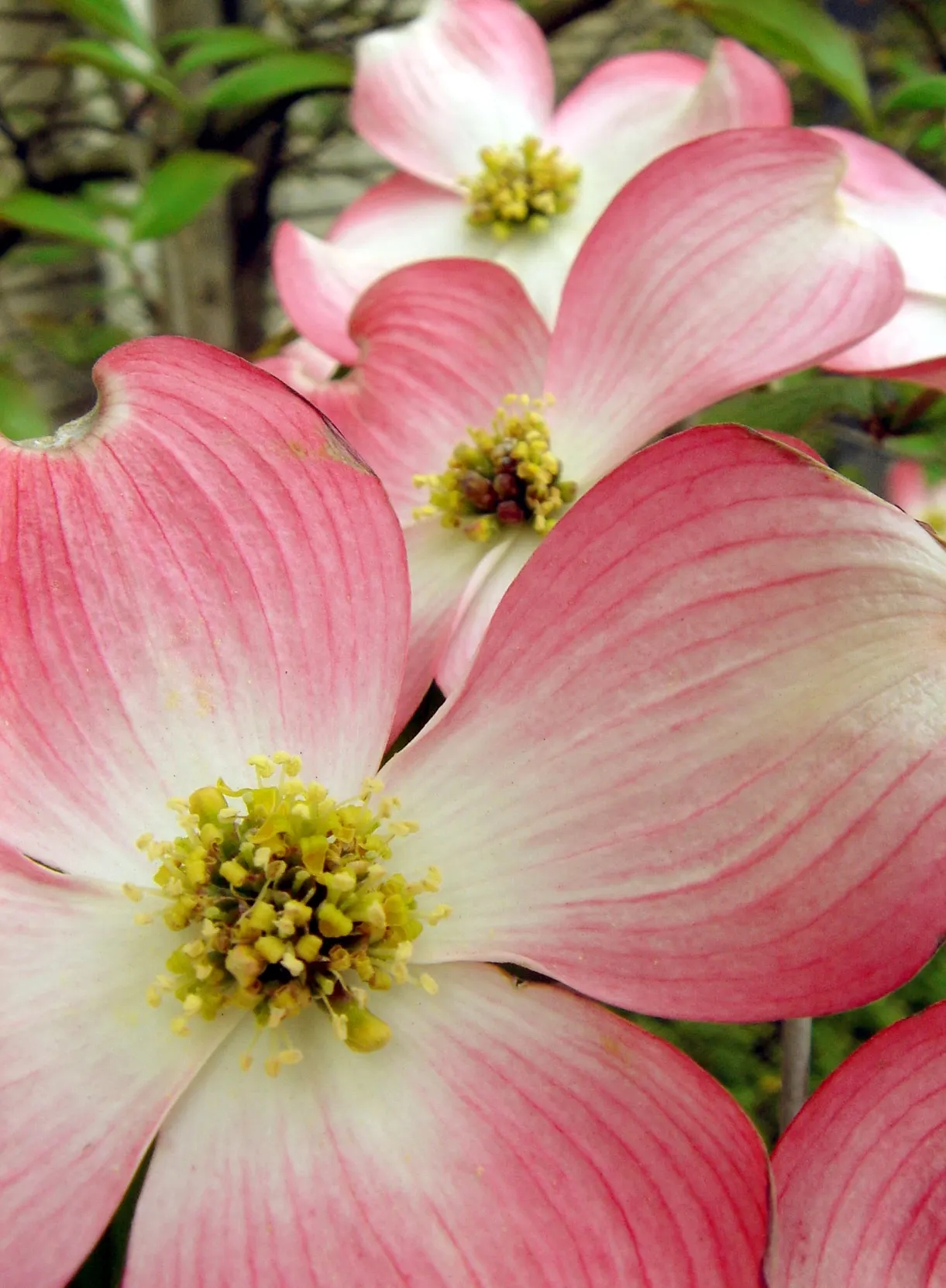 Pink Flowering Dogwood (Cornus Florida 'Rubra') — With stunning fall foliage and red berries, it provides year-round interest; it boasts a rounded canopy ideal