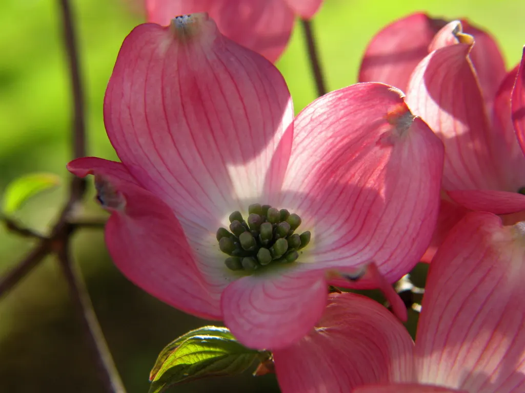 Pink Flowering Dogwood (Cornus Florida 'Rubra') — along with a striking branching structure that draws the eye in the barren landscape