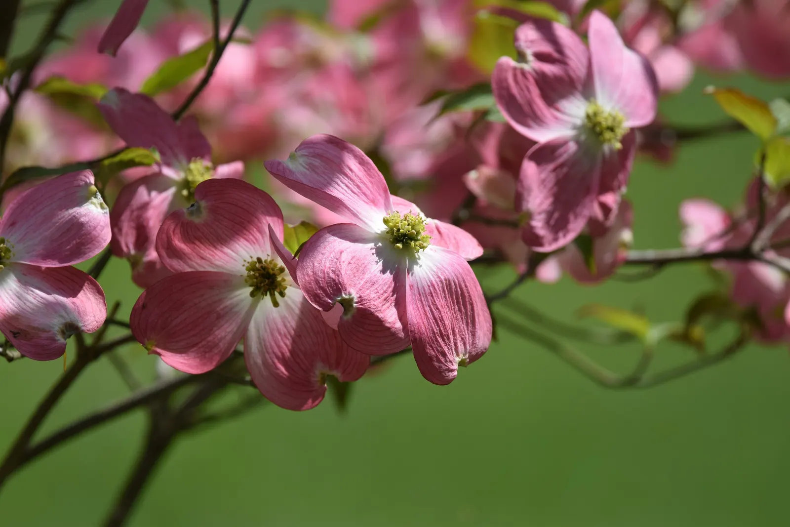 Pink Flowering Dogwood (Cornus Florida 'Rubra') — tree for full or half or shade