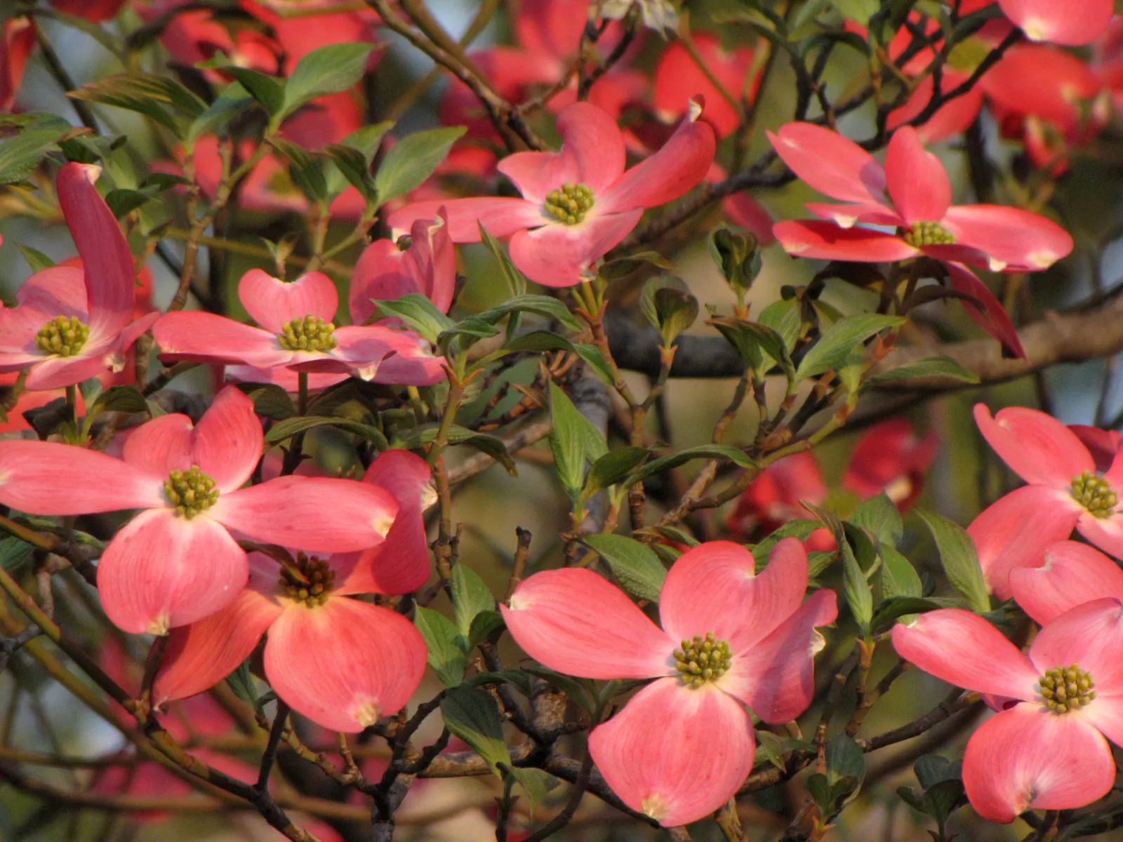 Pink Flowering Dogwood (Cornus Florida 'Rubra') — This specimen prefers partial shade and well-drained soils; you will appreciate 'Rubra's', image 62