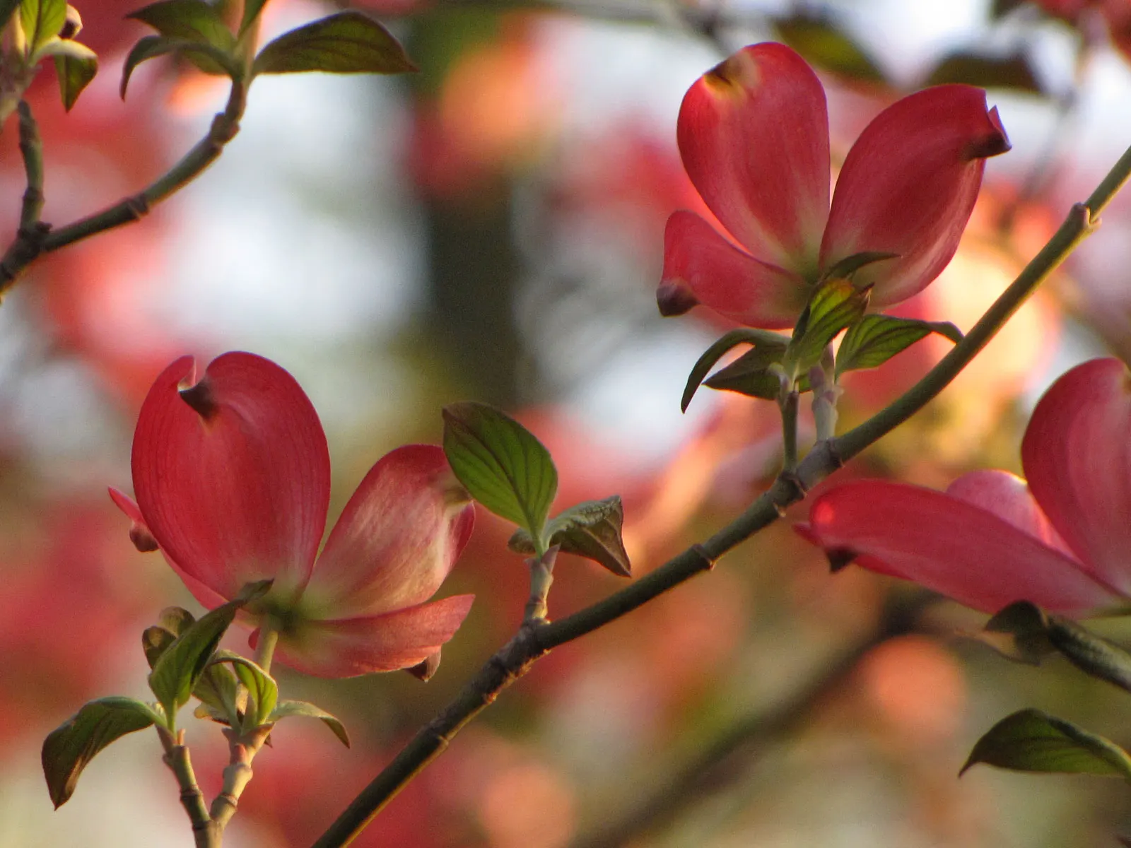 Pink Flowering Dogwood (Cornus Florida 'Rubra') — This ornamental tree stands out with a stunning spring display of pink bracts that masquerade as, image 67