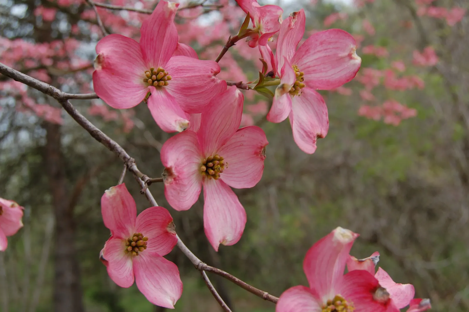 Pink Flowering Dogwood (Cornus Florida 'Rubra') — the 'Rubra' presents a low-branching; the Pink Flowering Dogwood, Cornus florida 'Rubra', charms, image 71