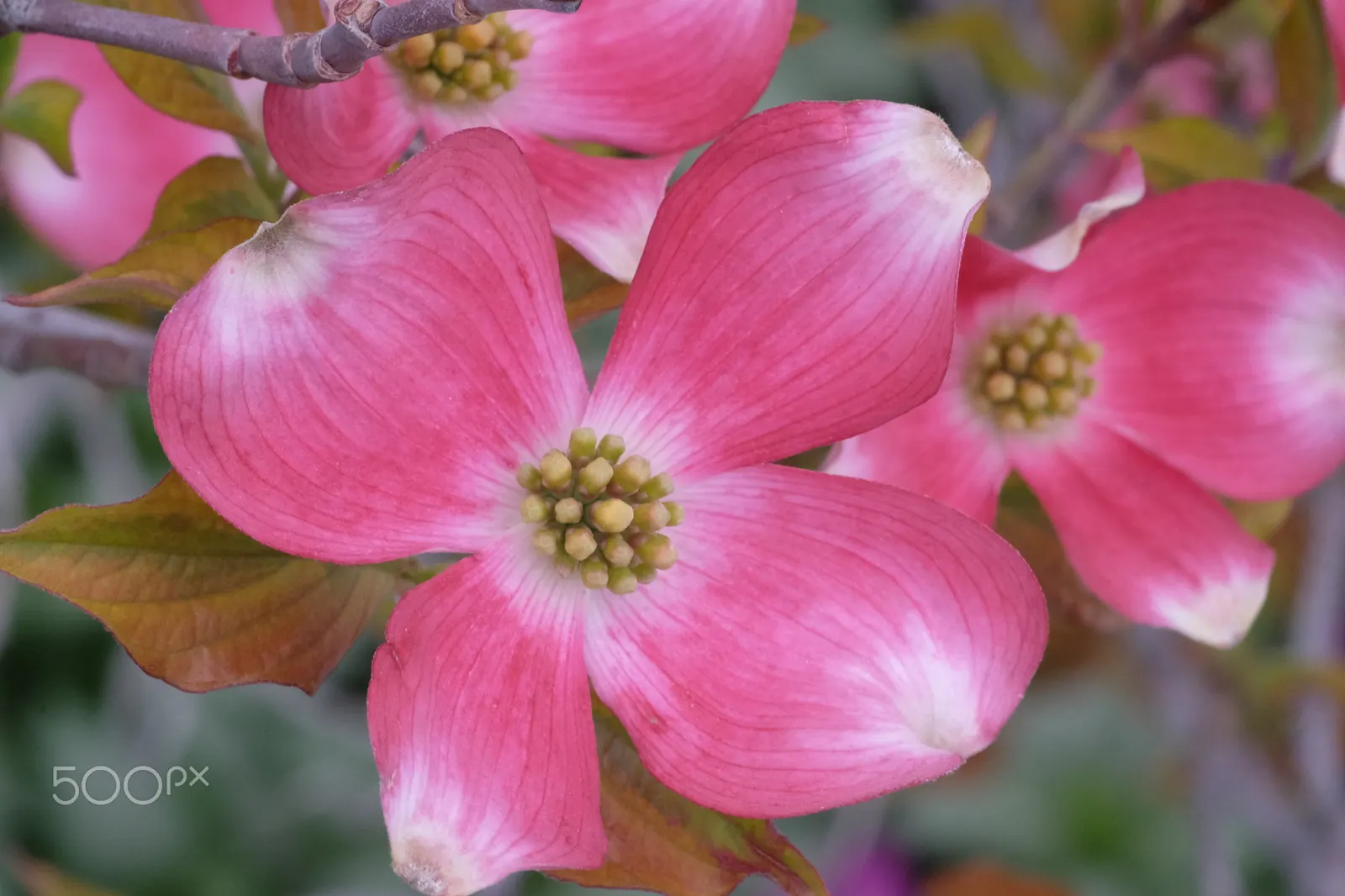 Pink Flowering Dogwood (Cornus Florida 'Rubra') — The Pink Flowering Dogwood (Cornus florida 'Rubra') is a captivating deciduous tree