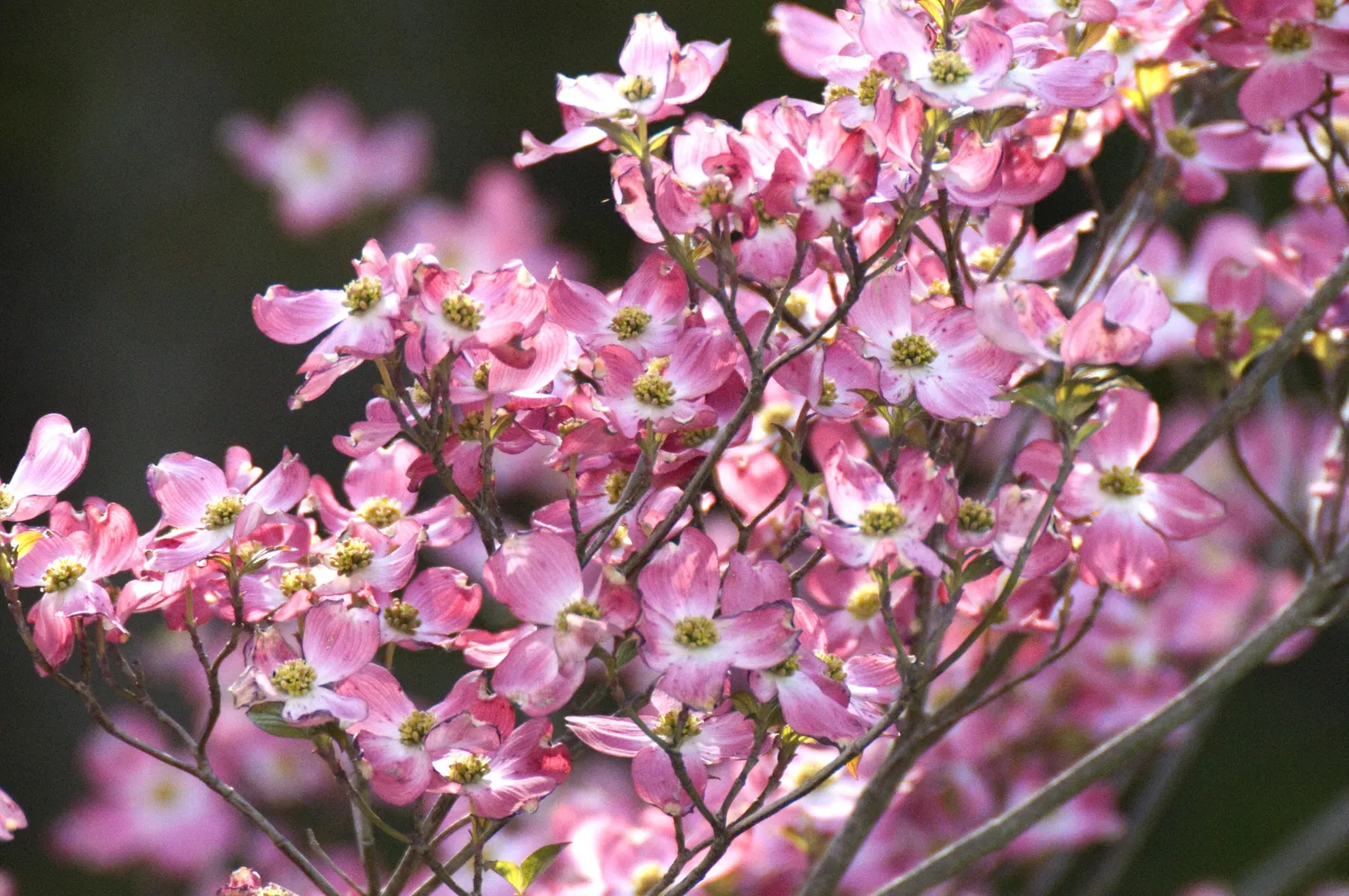 Pink Flowering Dogwood (Cornus Florida 'Rubra') — rounded canopy that provides an elegant