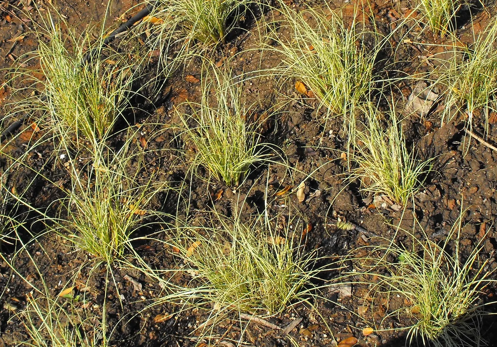 Frosty Curls Sedge (Carex 'Frosty Curls') — Carex 'Frosty Curls' is an ornamental grass known for its fine, curling leaves that provide a unique texture