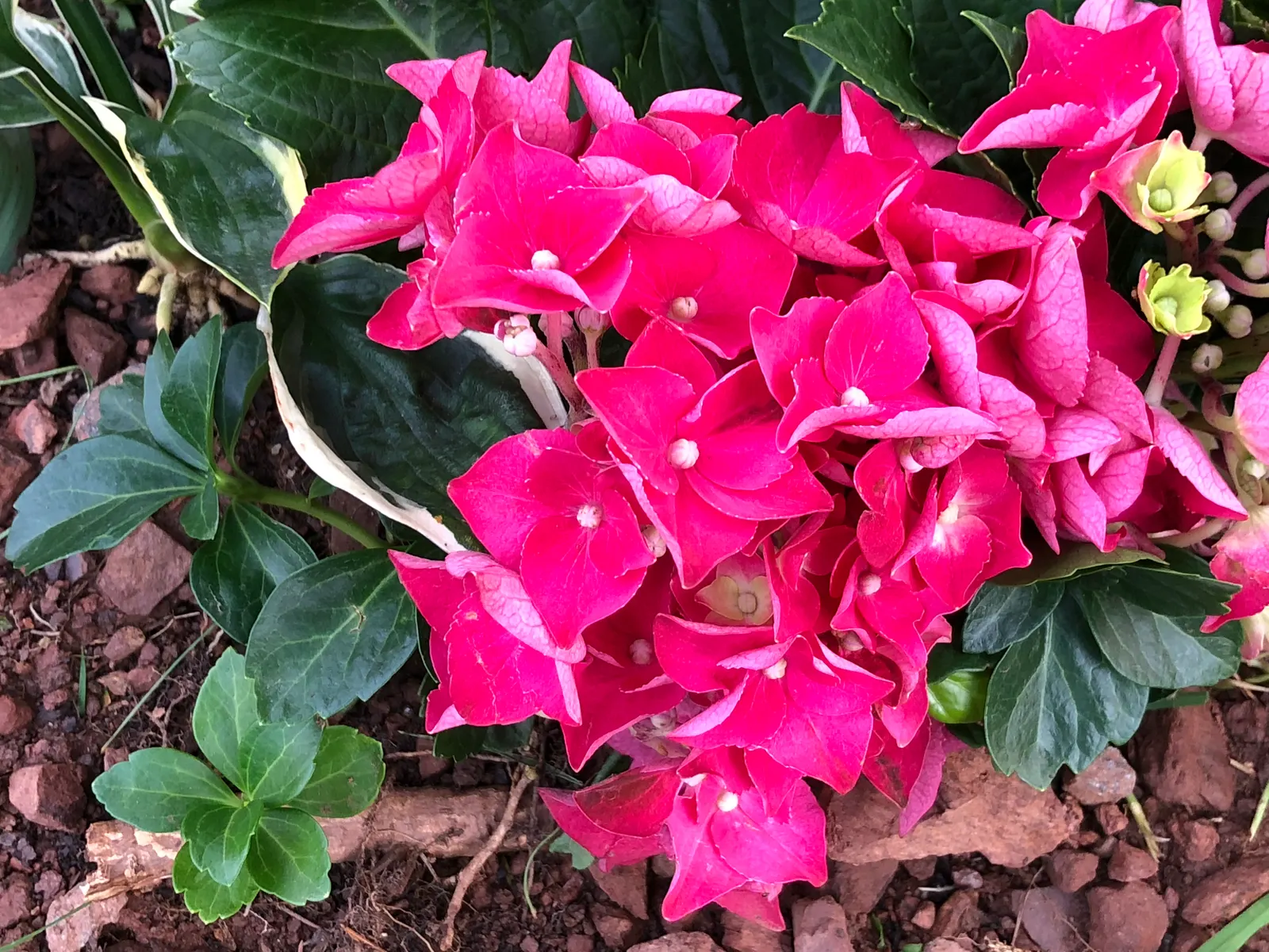 Merritt's Supreme Hydrangea (Hydrangea Macrophylla 'Merritt's Supreme) — The Merritt's Supreme Hydrangea is a standout with its lush