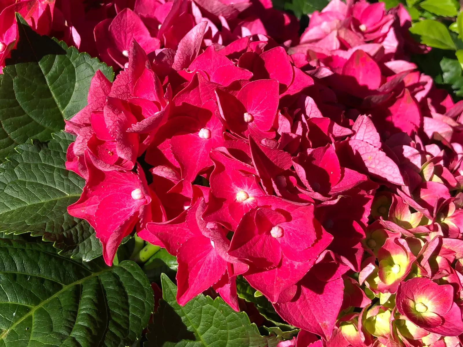 Merritt's Supreme Hydrangea (Hydrangea Macrophylla 'Merritt's Supreme) — while acidic soils encourage bluish tones.<br><br>Reaching between 3 and 5 feet in