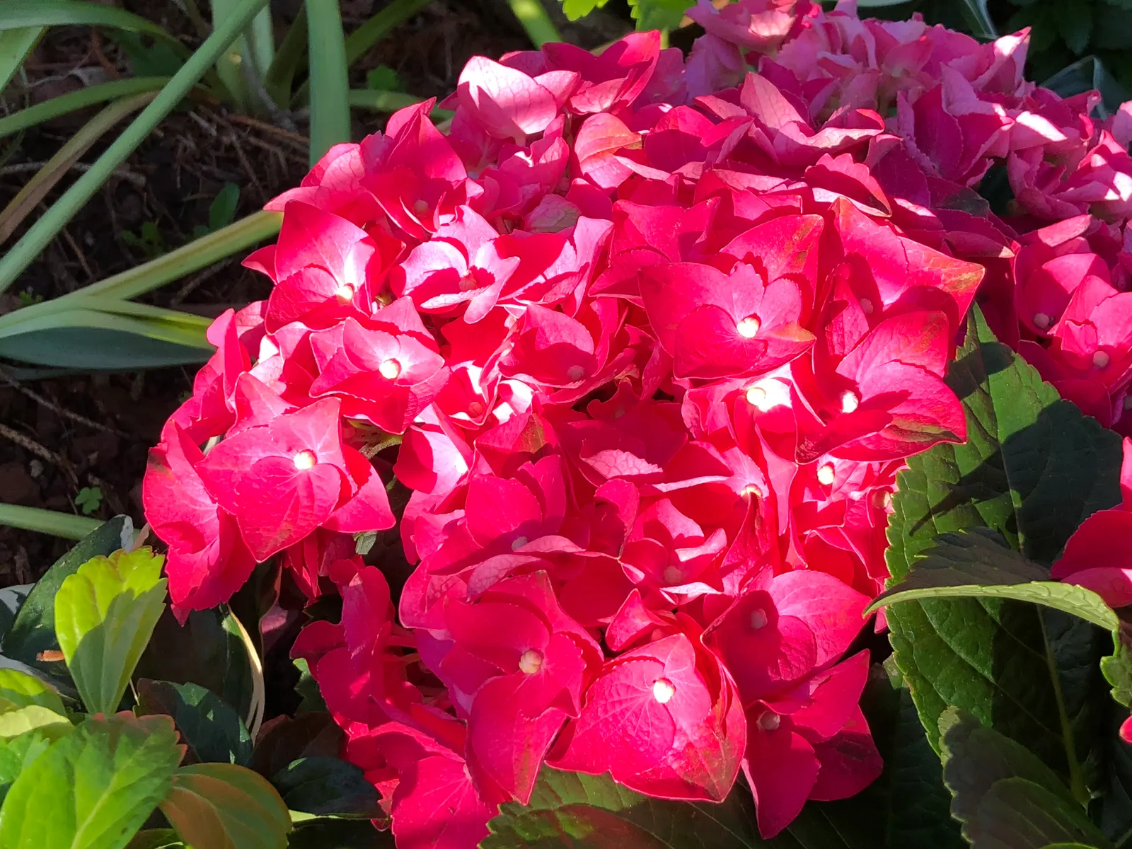 Merritt's Supreme Hydrangea (Hydrangea Macrophylla 'Merritt's Supreme) — globular flower heads that can reach up to 6 inches across