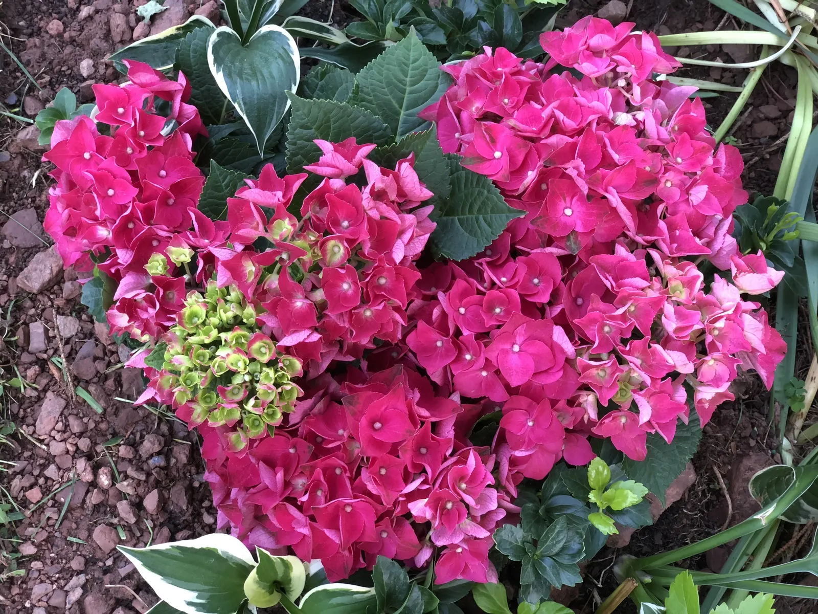 Merritt's Supreme Hydrangea (Hydrangea Macrophylla 'Merritt's Supreme) — The color intensity is pH-dependent - more alkaline soils yield pinker blossoms