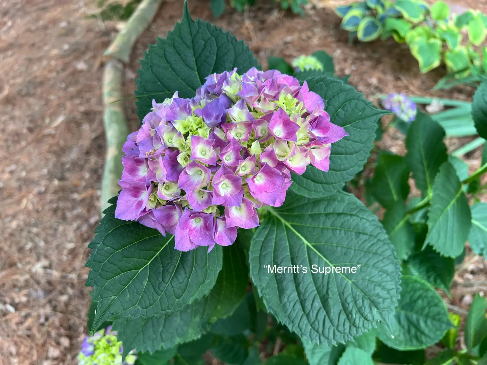 Merritt's Supreme Hydrangea (Hydrangea Macrophylla 'Merritt's Supreme) — This rounded deciduous shrub matures to about 4 feet tall and wide, perfect for accent
