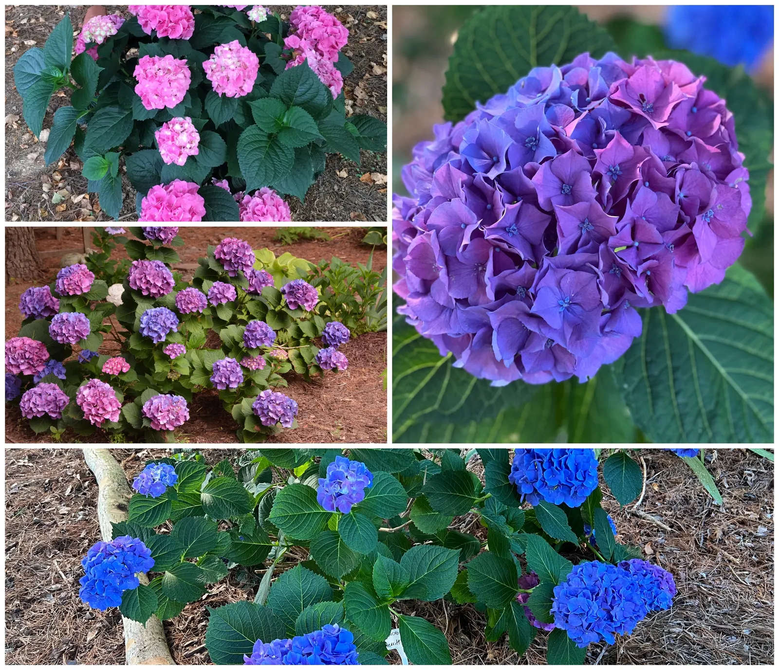 Merritt's Supreme Hydrangea (Hydrangea Macrophylla 'Merritt's Supreme) — depending on soil acidity
