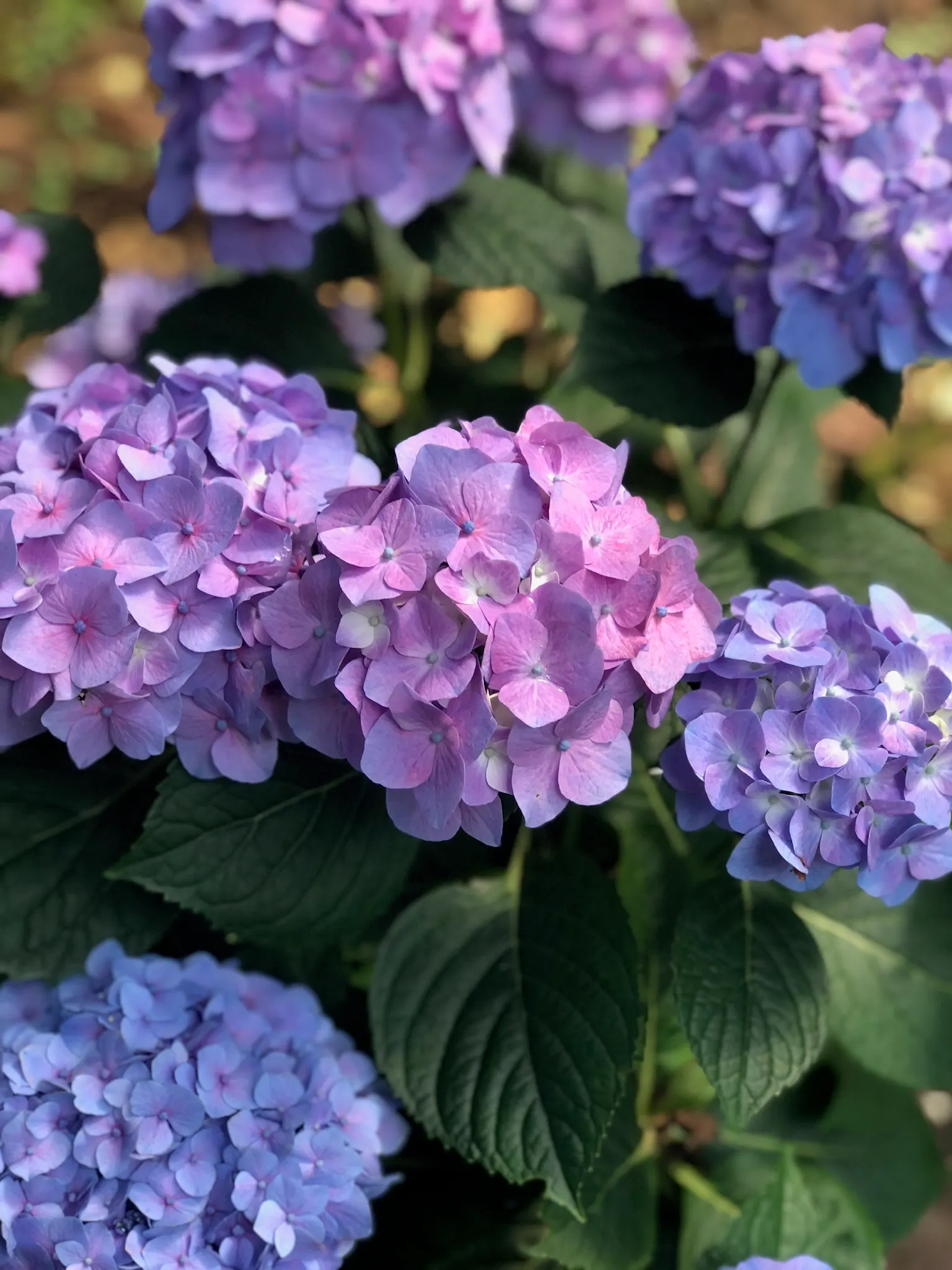 Merritt's Supreme Hydrangea (Hydrangea Macrophylla 'Merritt's Supreme) — vibrant blooms ranging from deep pink to rich purple