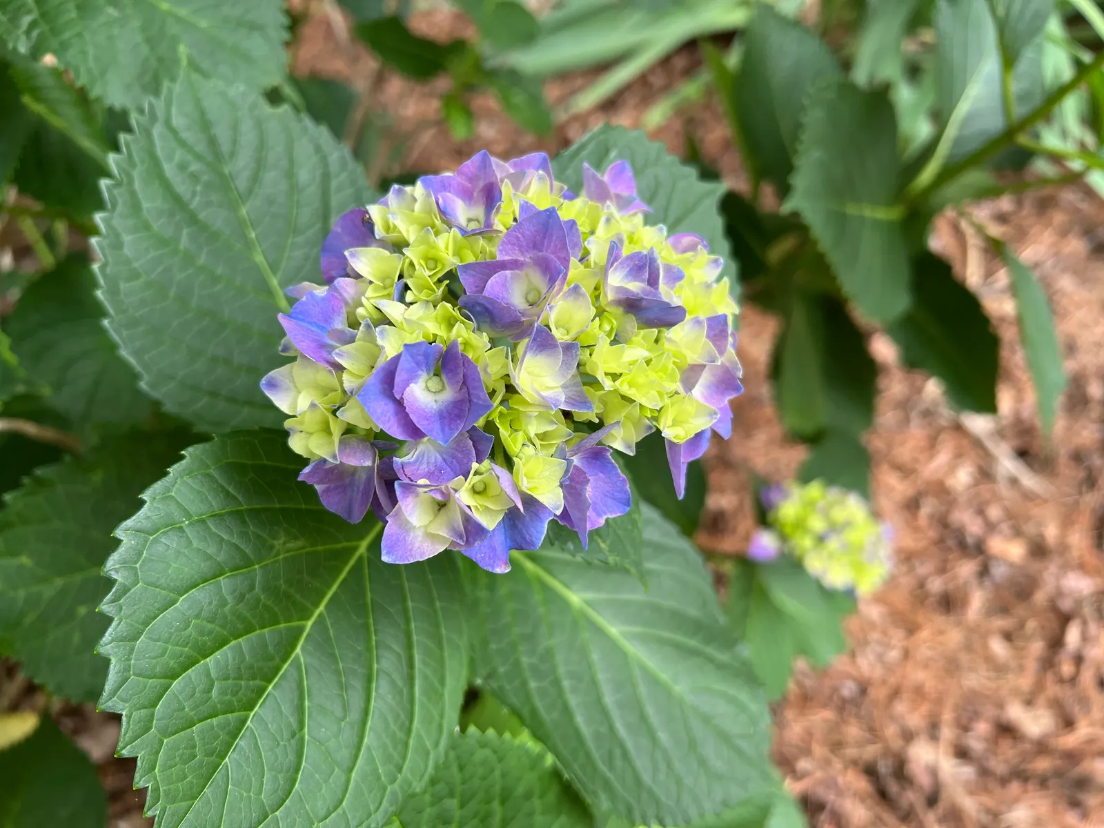 Merritt's Supreme Hydrangea (Hydrangea Macrophylla 'Merritt's Supreme) — though in hotter climates