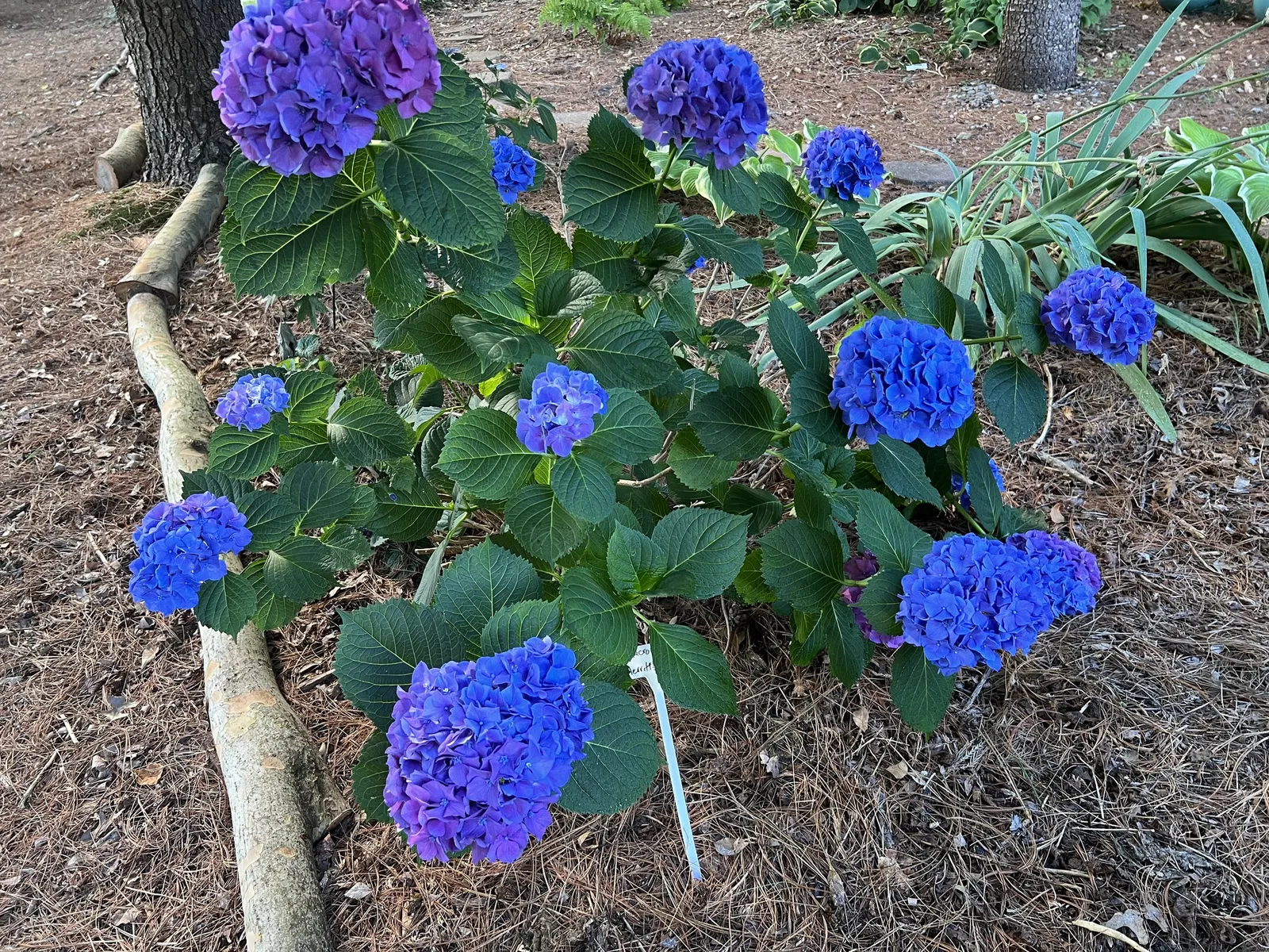 Merritt's Supreme Hydrangea (Hydrangea Macrophylla 'Merritt's Supreme) — moist soil rich in organic matter