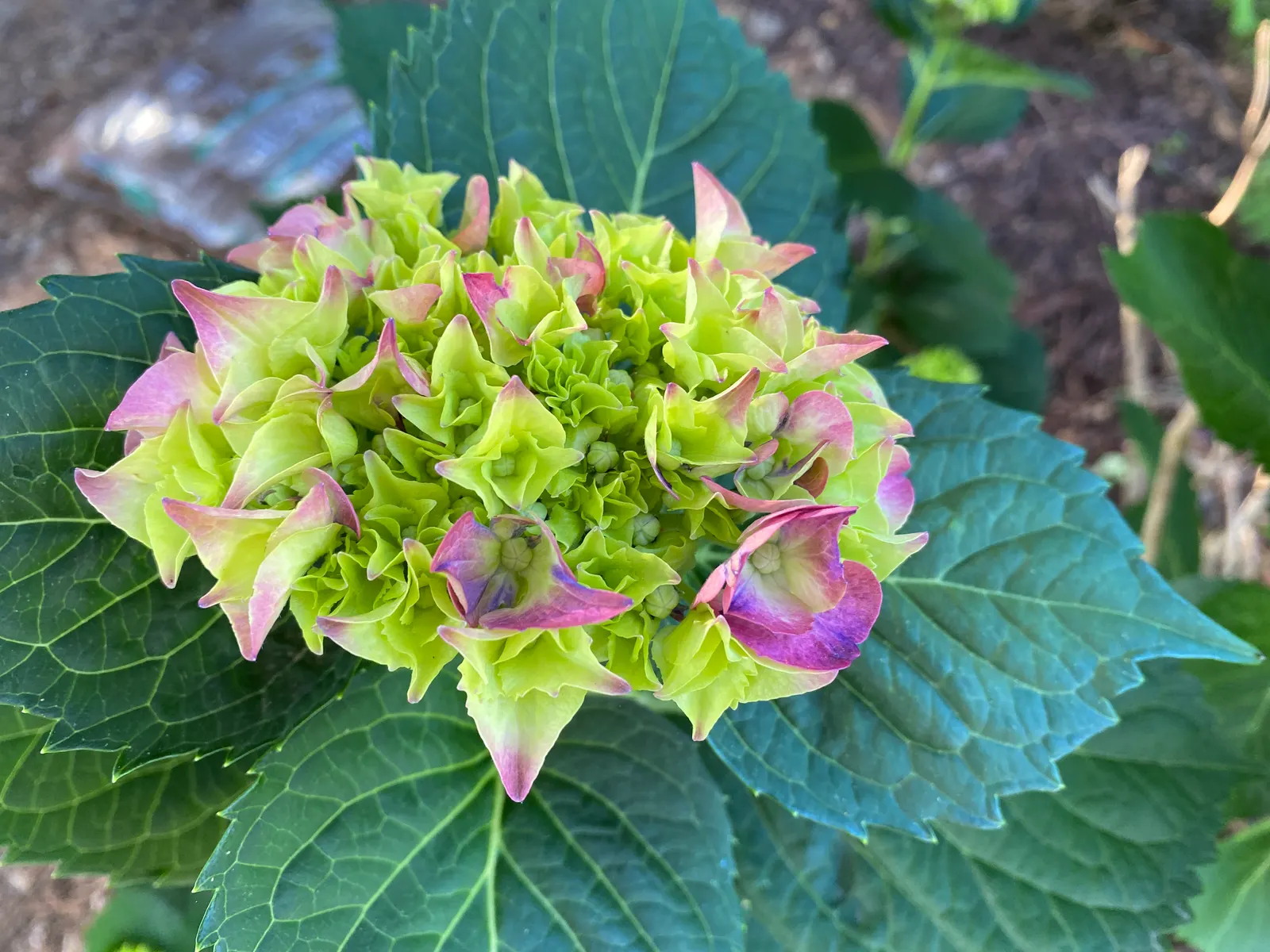 Merritt's Supreme Hydrangea (Hydrangea Macrophylla 'Merritt's Supreme) — this compact shrub exhibits a broadly rounded habit