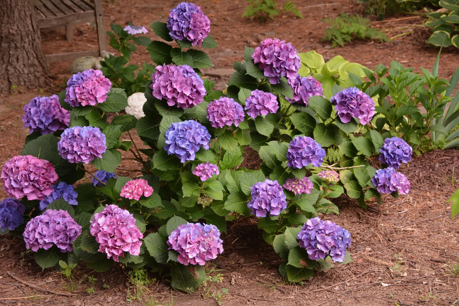 Merritt's Supreme Hydrangea (Hydrangea Macrophylla 'Merritt's Supreme) — which typically flourish from early summer to early fall