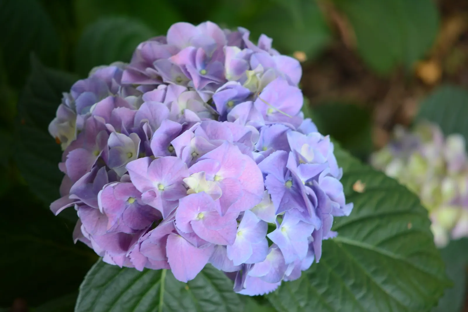 Merritt's Supreme Hydrangea (Hydrangea Macrophylla 'Merritt's Supreme) — Its foliage is equally impressive - dark green