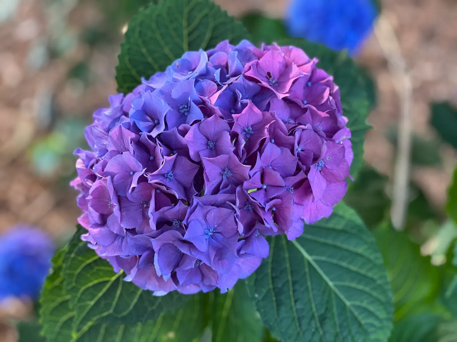 Merritt's Supreme Hydrangea (Hydrangea Macrophylla 'Merritt's Supreme) — some afternoon shade can help protect its vibrant blooms.<br><br>For optimal growth