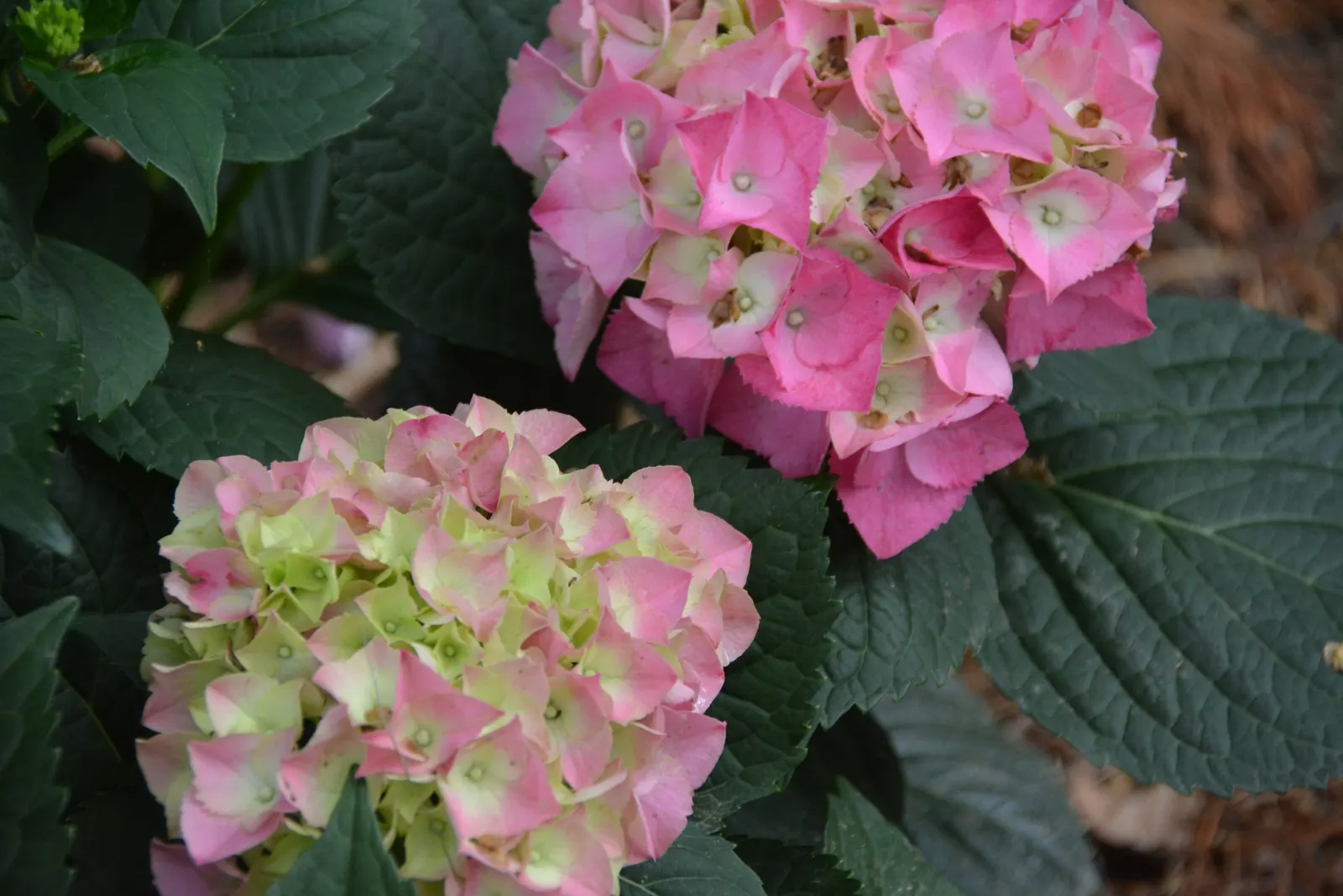 Merritt's Supreme Hydrangea (Hydrangea Macrophylla 'Merritt's Supreme) — glossy leaves provide a lush backdrop that accentuates the vivid blooms