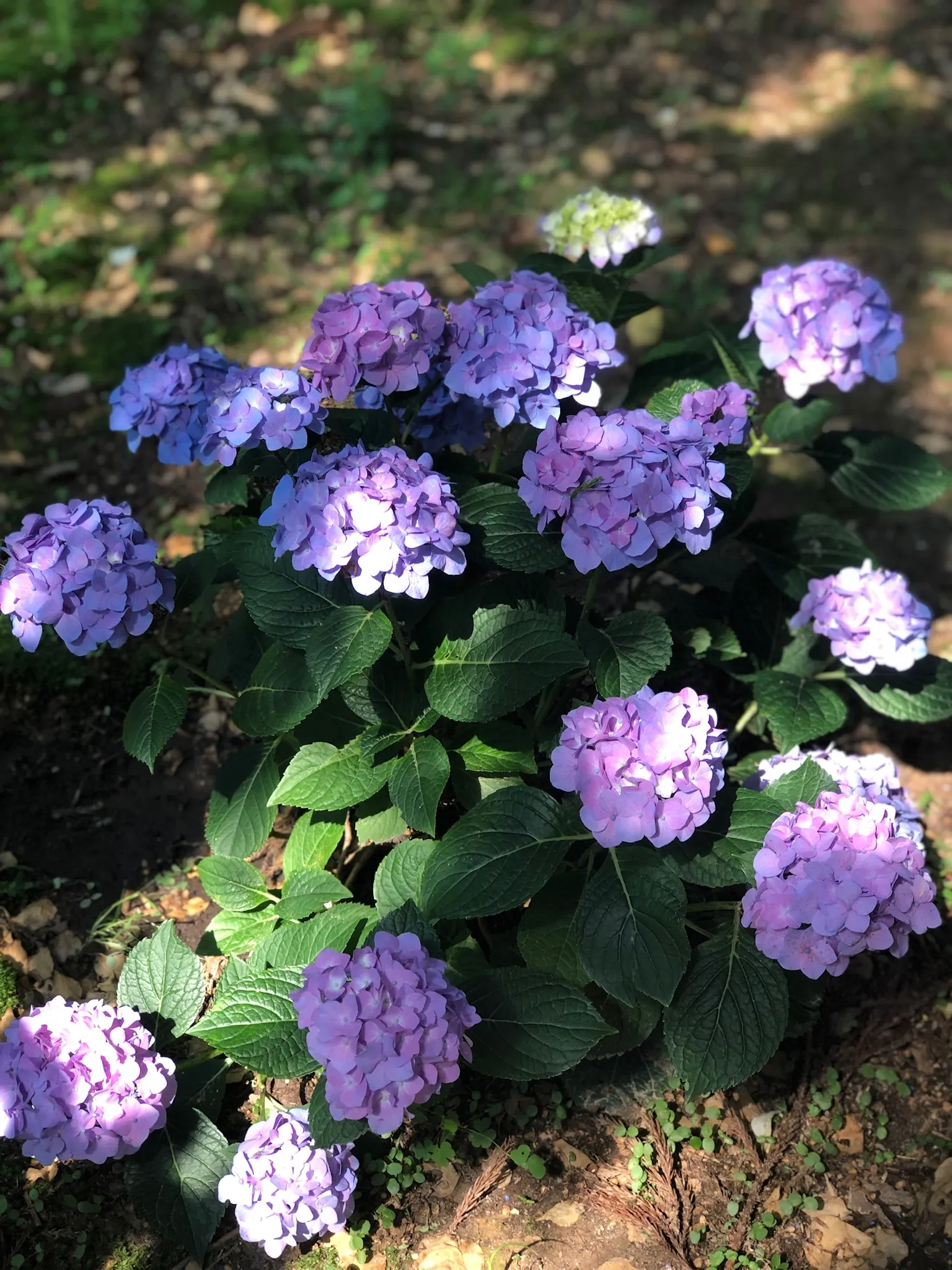 Merritt's Supreme Hydrangea (Hydrangea Macrophylla 'Merritt's Supreme) — with a profusion of richly pigmented blooms in hues of deep pink to purplish-blue