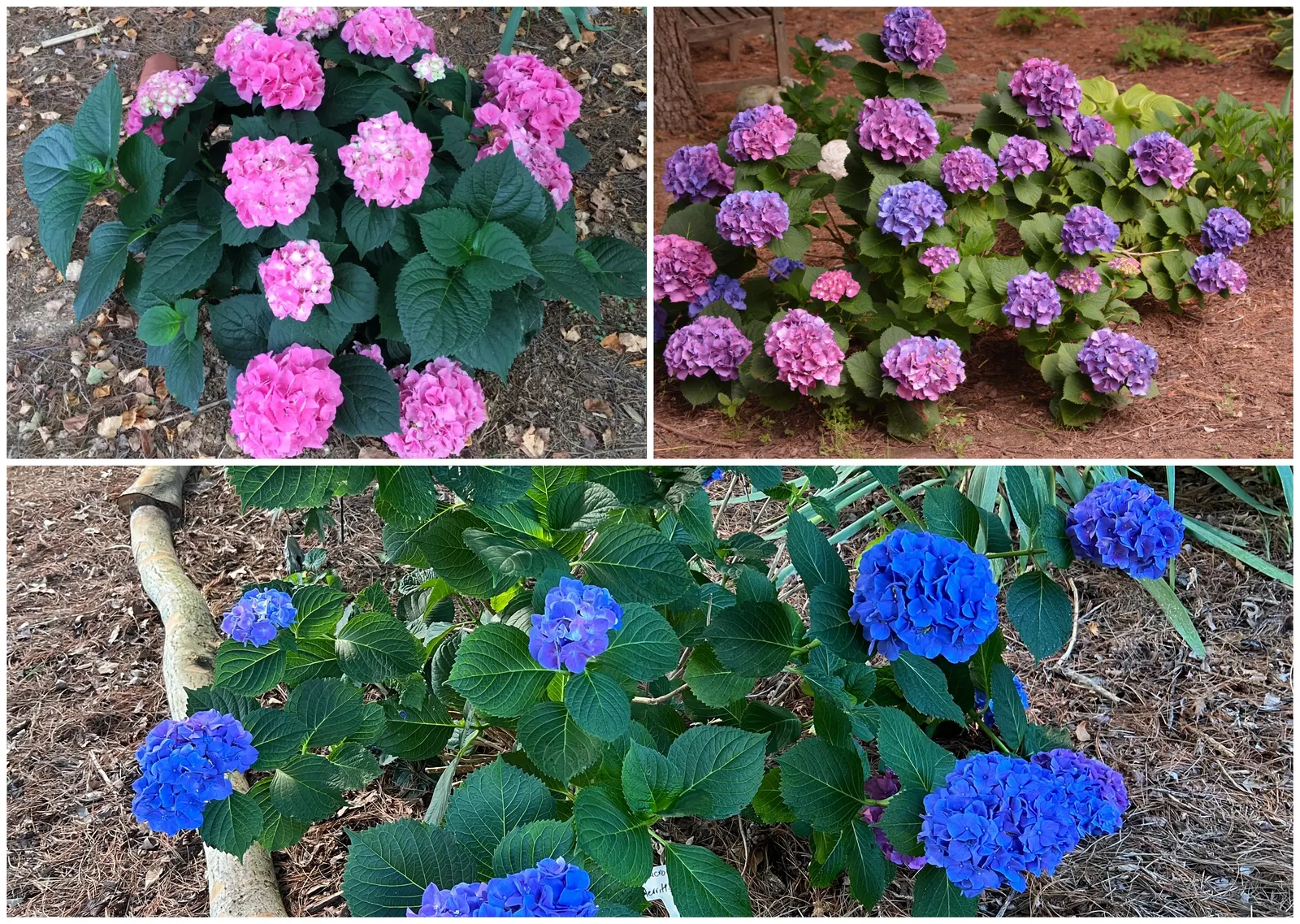Merritt's Supreme Hydrangea (Hydrangea Macrophylla 'Merritt's Supreme) — It thrives in part shade and prefers well-drained, moist soil