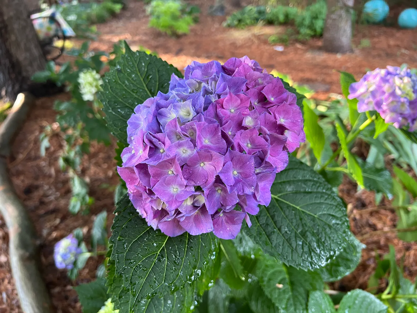 Merritt's Supreme Hydrangea (Hydrangea Macrophylla 'Merritt's Supreme) — The Merritt's Supreme prefers partial to full sun exposure