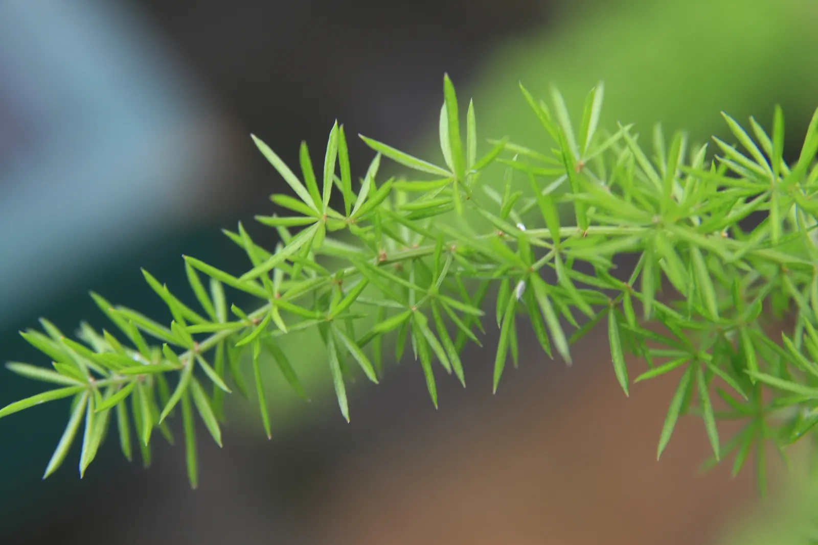 Myers Asparagus (Asparagus Densiflorus 'Myers') — Preferring partial to full sun, it demands well-drained soil