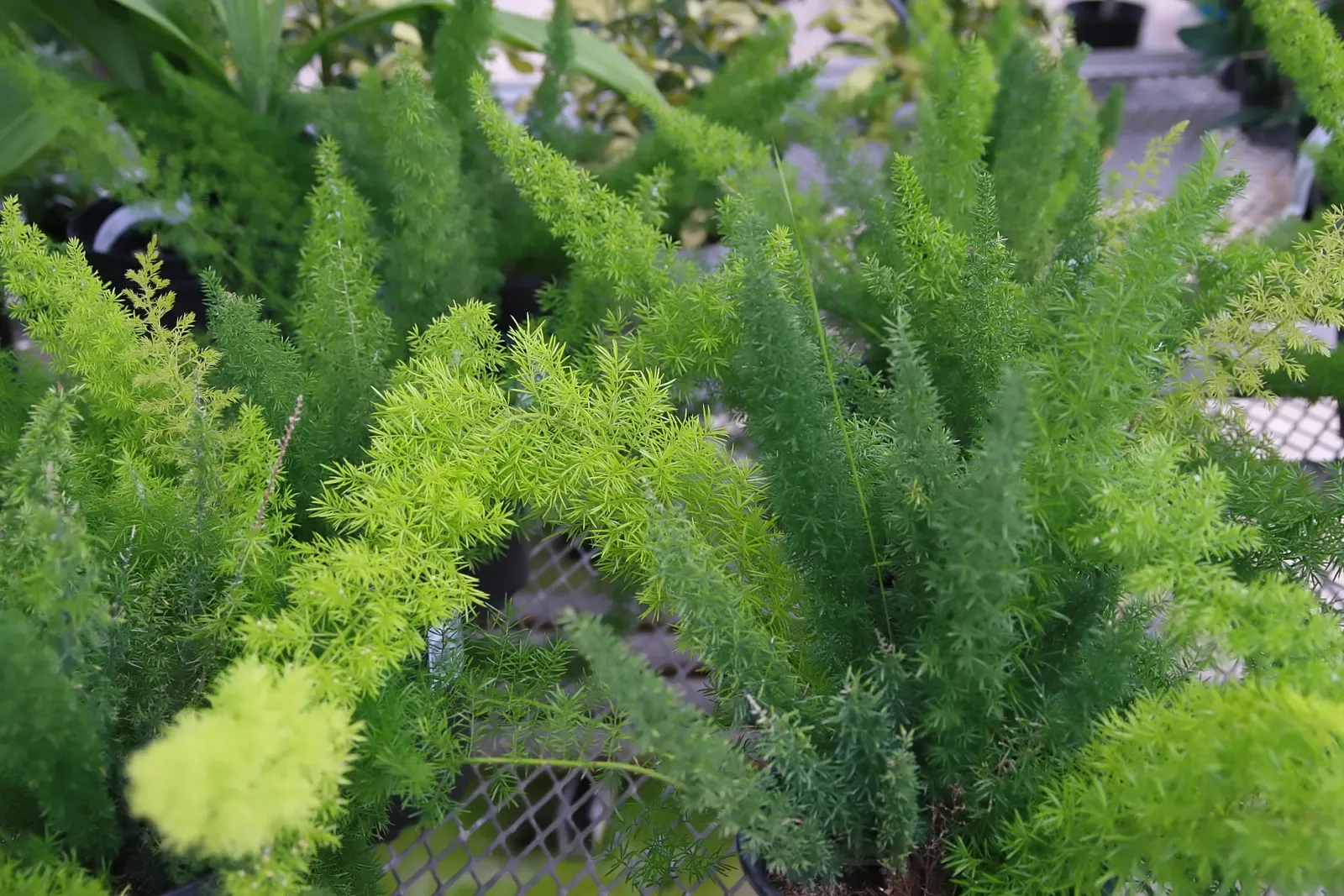 Myers Asparagus (Asparagus Densiflorus 'Myers') — tolerating a range of conditions from full sun to partial shade