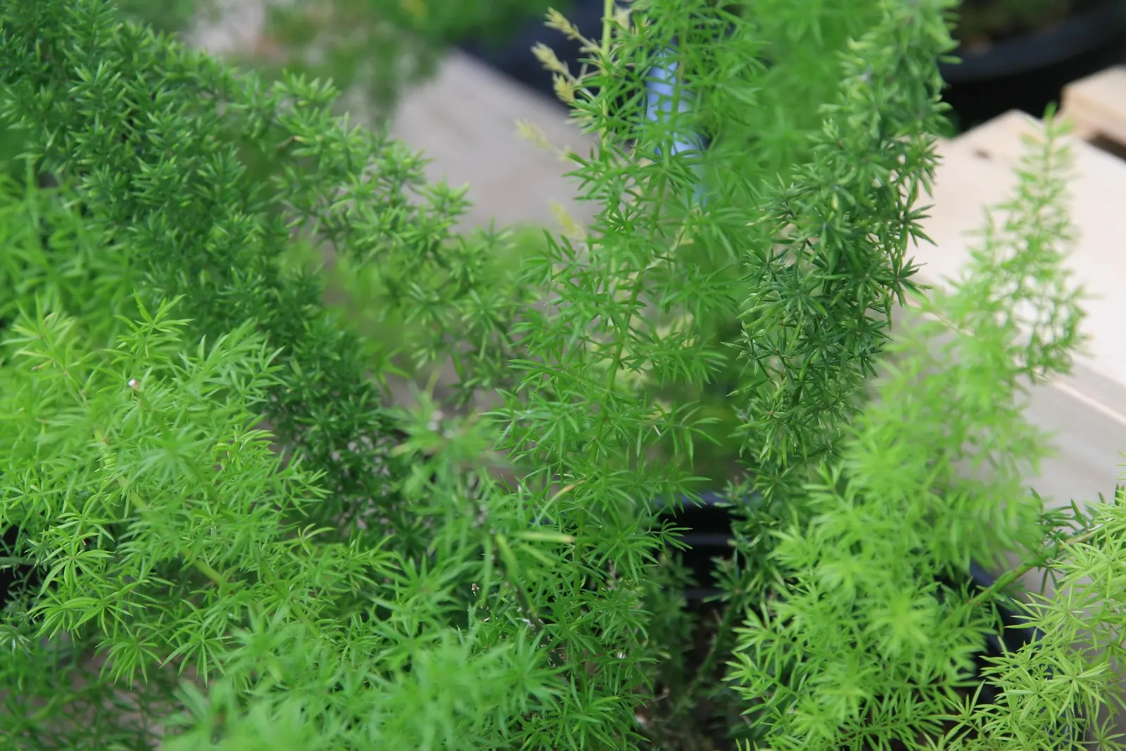Myers Asparagus (Asparagus Densiflorus 'Myers') — While the plant enjoys regular moisture