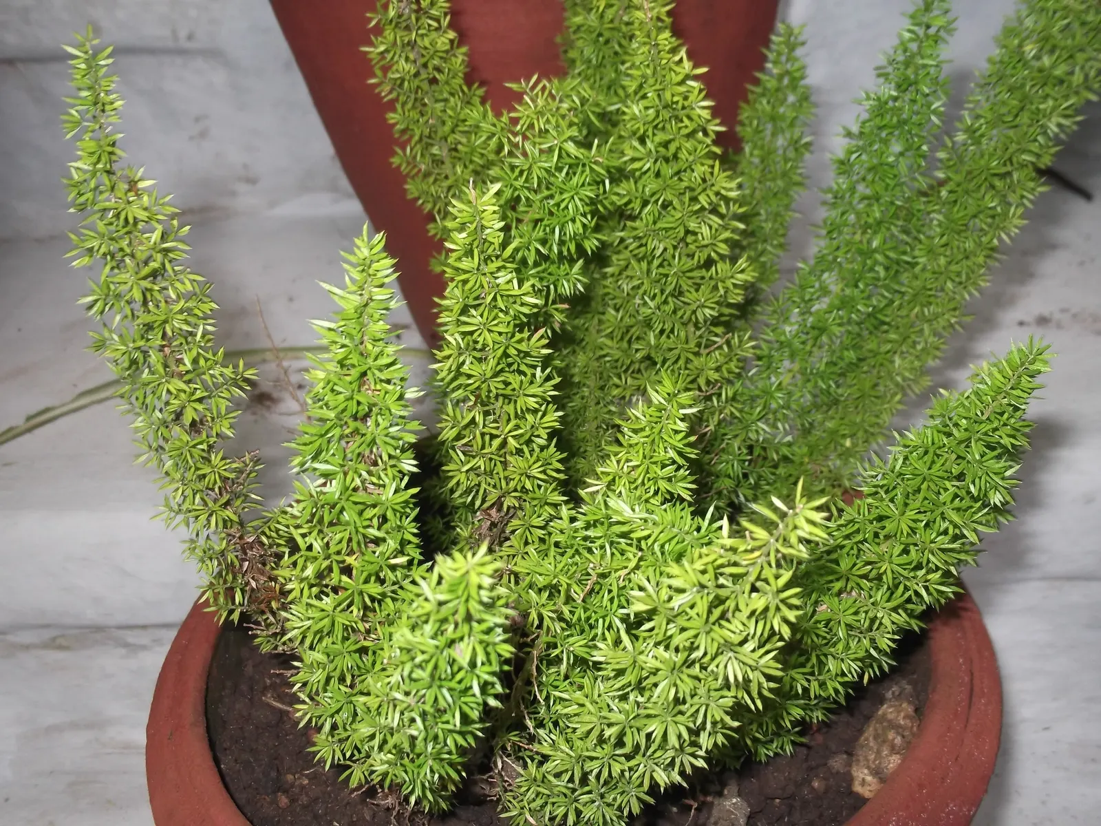 Myers Asparagus (Asparagus Densiflorus 'Myers') — For a polished appearance