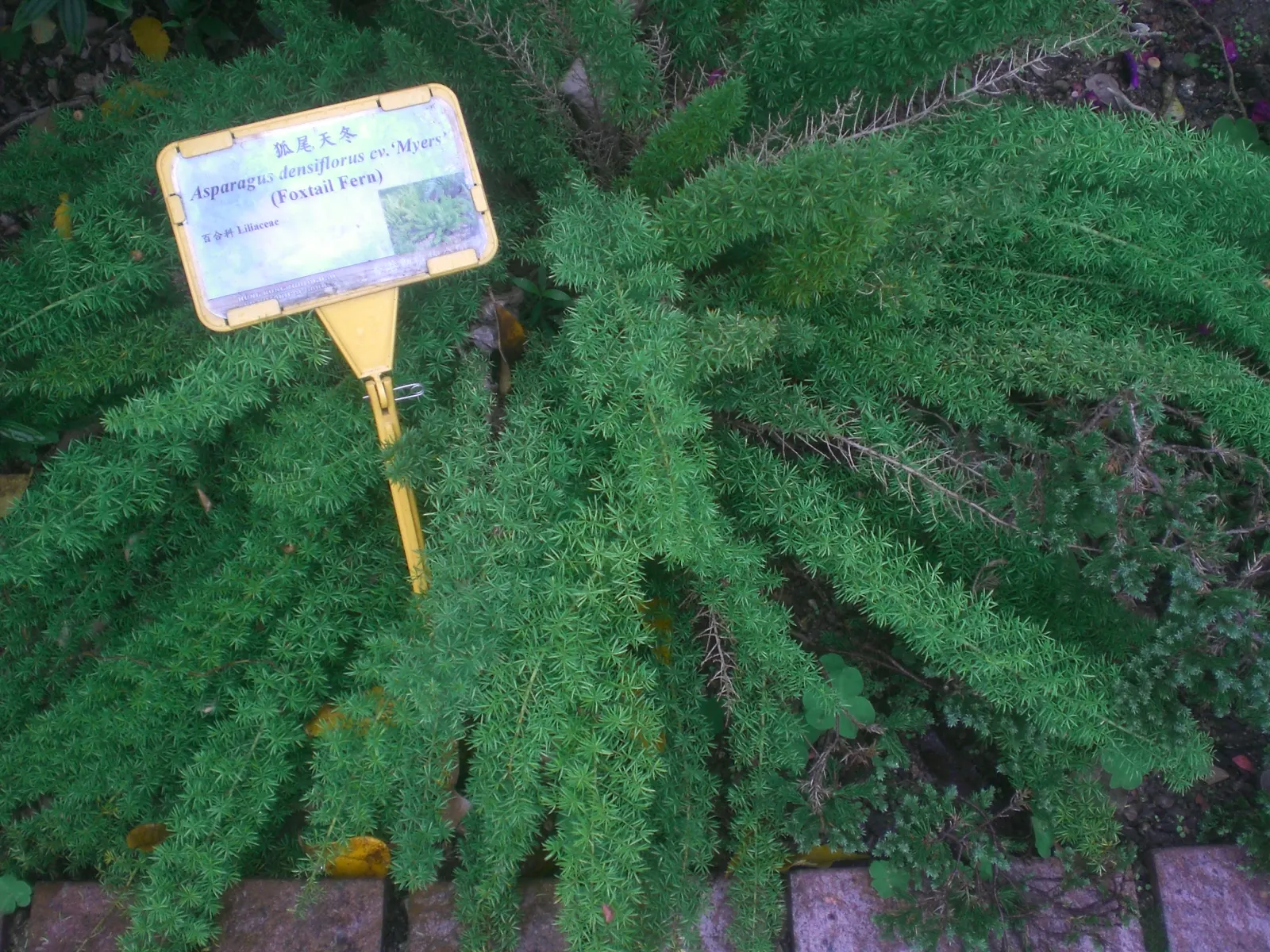 Myers Asparagus (Asparagus Densiflorus 'Myers') — needle-like leaves on upright plumes