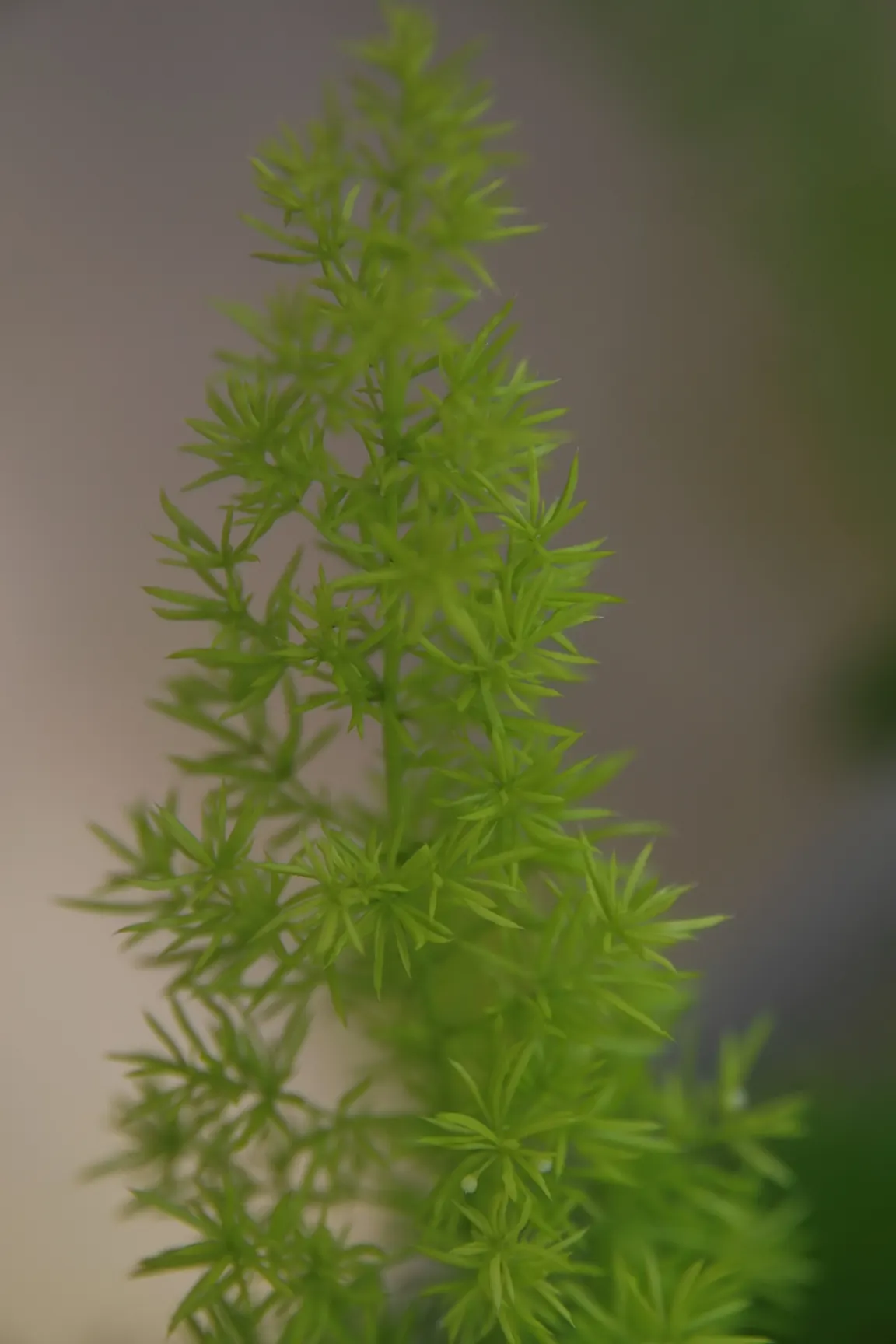 Myers Asparagus (Asparagus Densiflorus 'Myers') — upright stems that give rise to densely packed