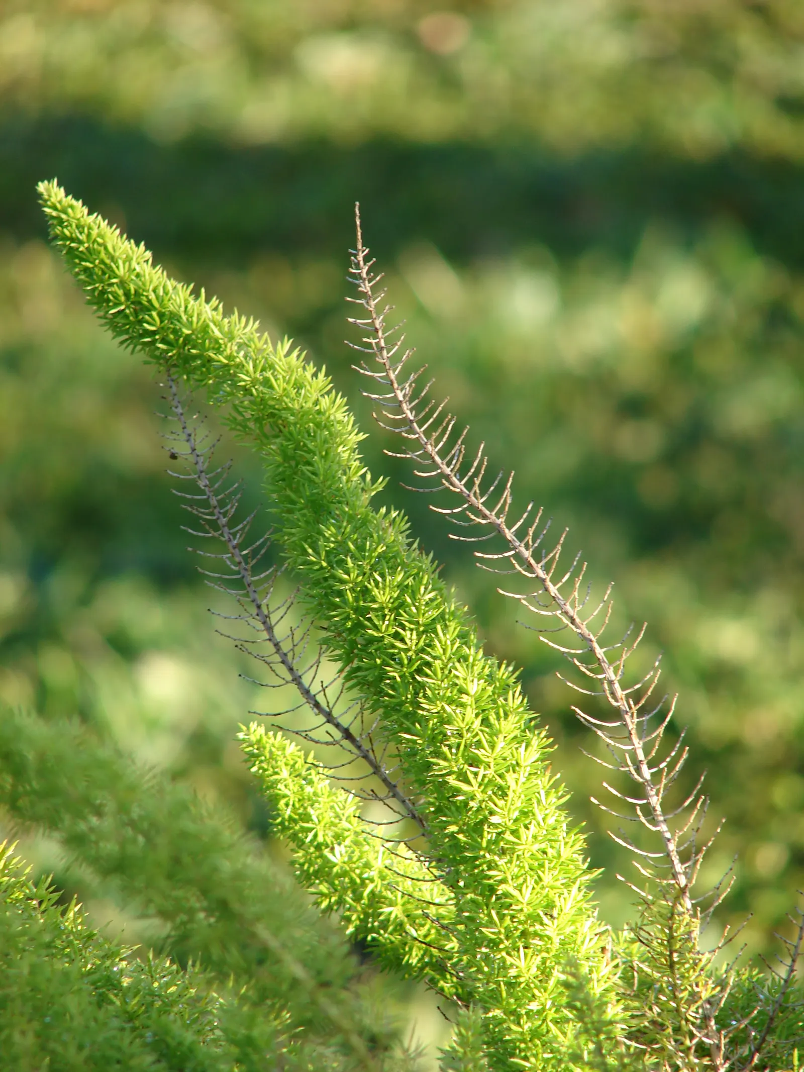 Myers Asparagus (Asparagus Densiflorus 'Myers') — yet inedible bright red berries
