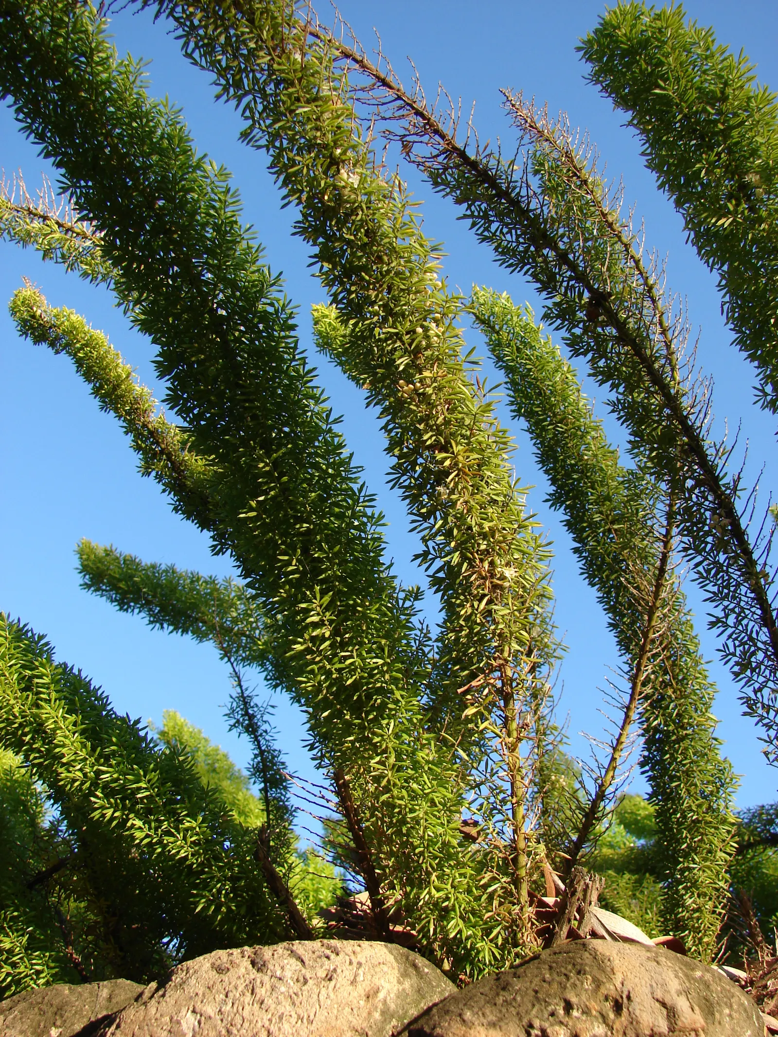 Myers Asparagus (Asparagus Densiflorus 'Myers') — commonly known as Myers Asparagus or Foxtail Fern; preferring partial to full sun, it demands well-drained