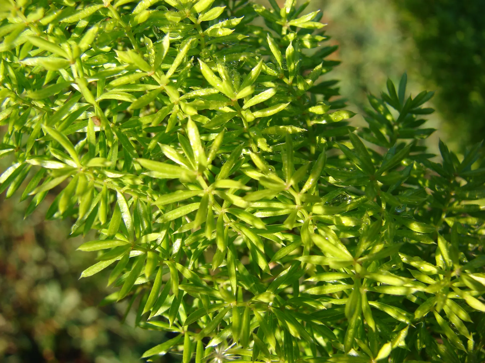 Myers Asparagus (Asparagus Densiflorus 'Myers') — providing year-round aesthetic appeal to your client's garden