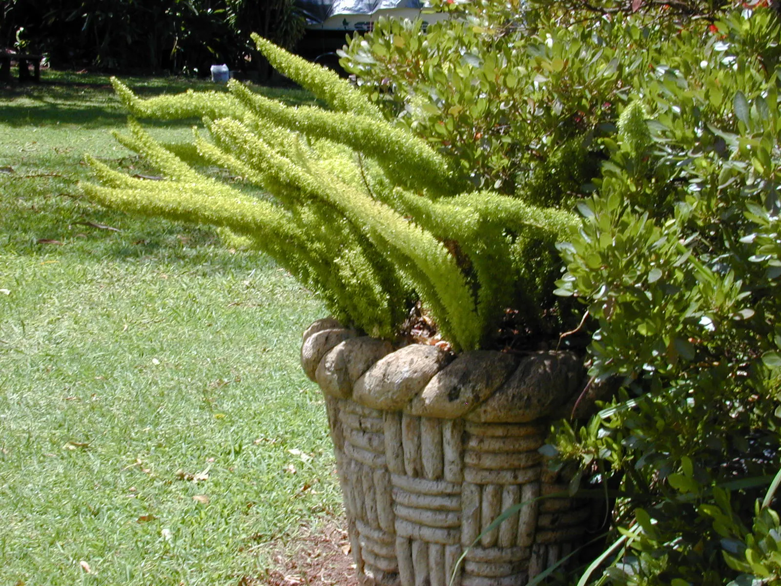 Myers Asparagus (Asparagus Densiflorus 'Myers') — enhancing the plant's overall bushy stature.<br><br>Renowned for its adaptability and low maintenance