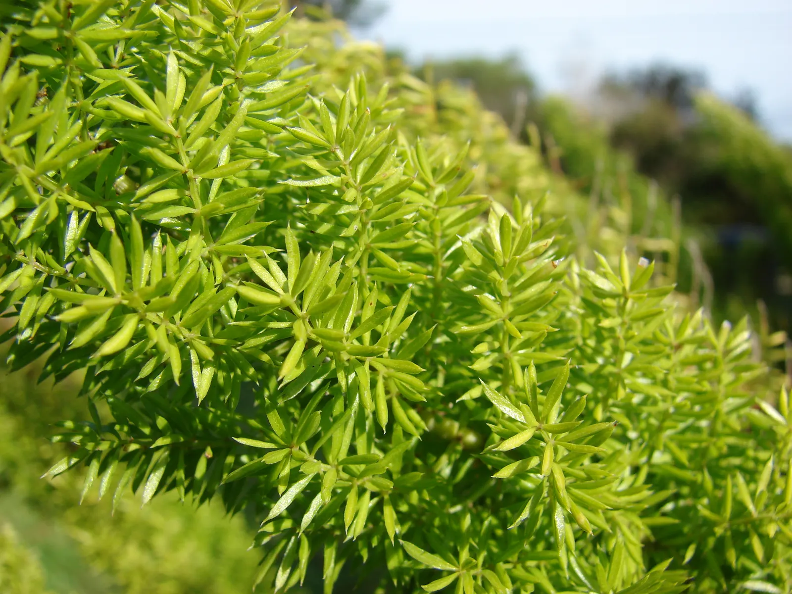 Myers Asparagus (Asparagus Densiflorus 'Myers') — the 'Myers' is a member of the lily family