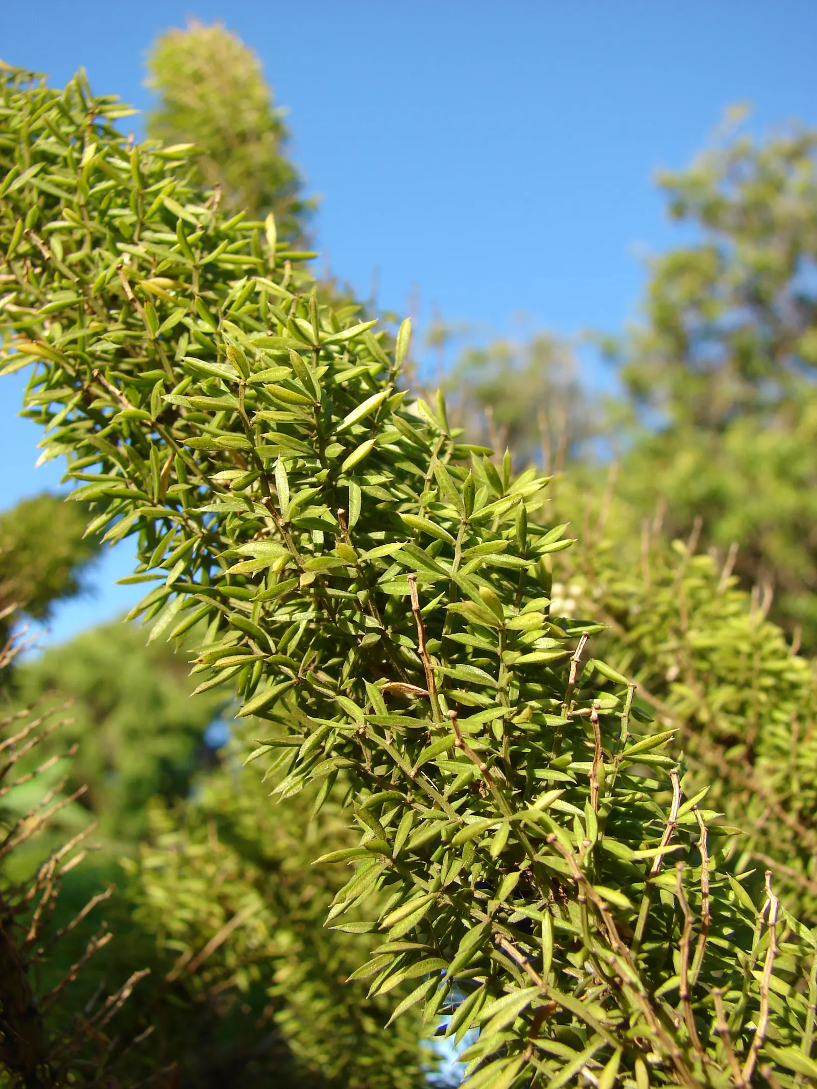 Myers Asparagus (Asparagus Densiflorus 'Myers') — It flourishes in USDA zones 9 through 11 and prefers well-drained soil