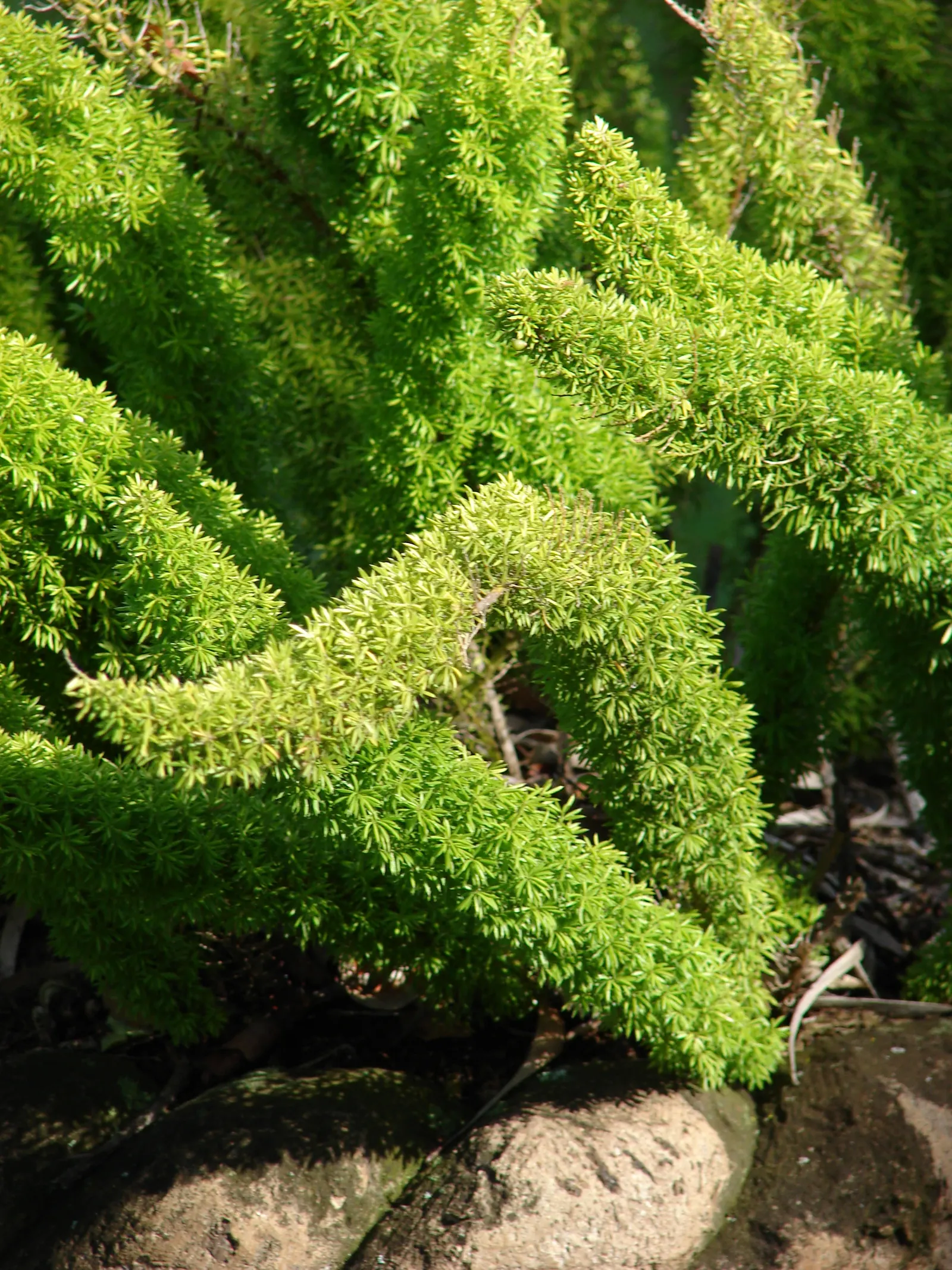 Myers Asparagus (Asparagus Densiflorus 'Myers') — fern for full or half or shade