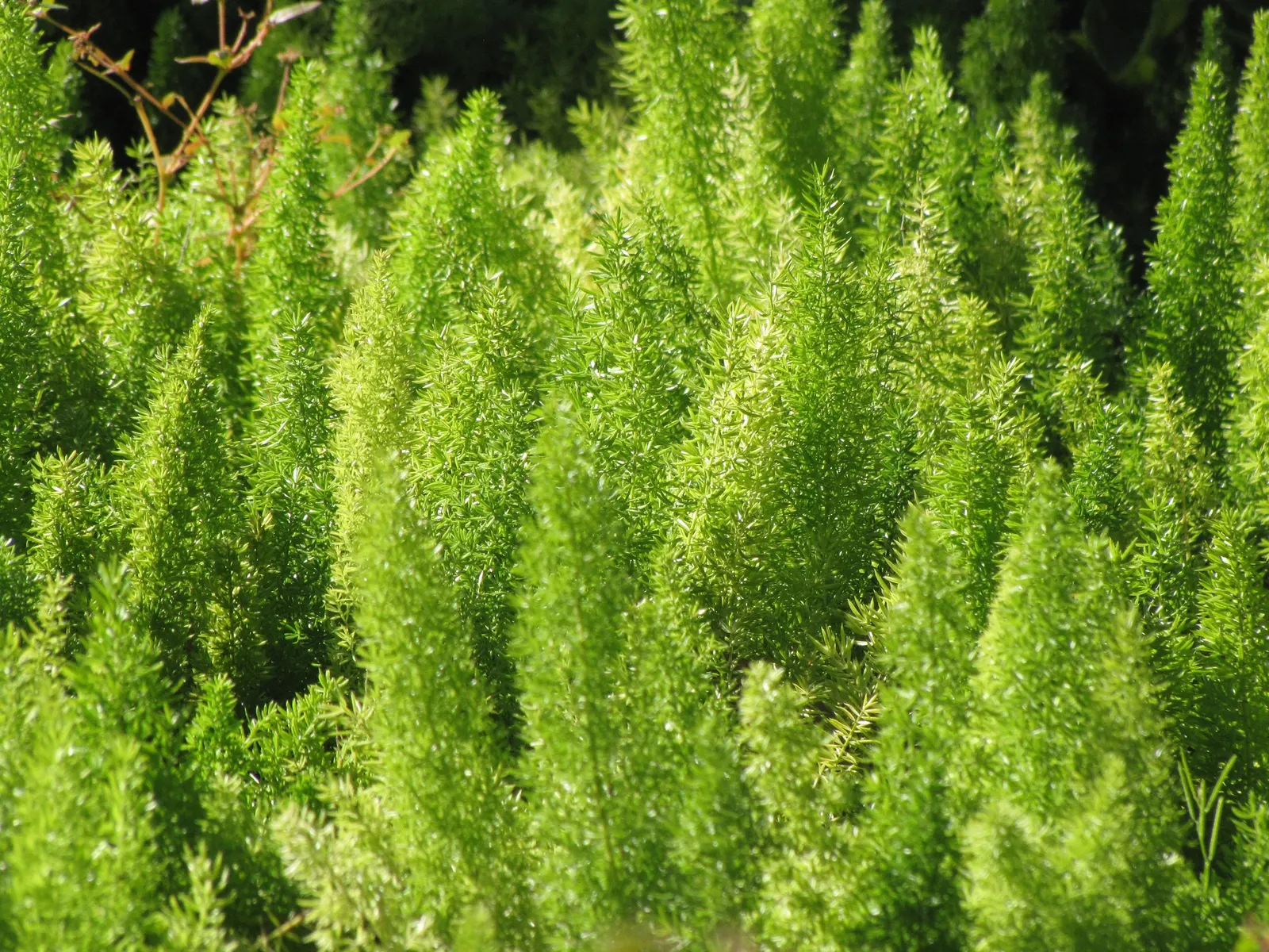 Myers Asparagus (Asparagus Densiflorus 'Myers') — Preferring partial to full sun, it demands well-drained soil; the 'Myers' is a member of the lily family