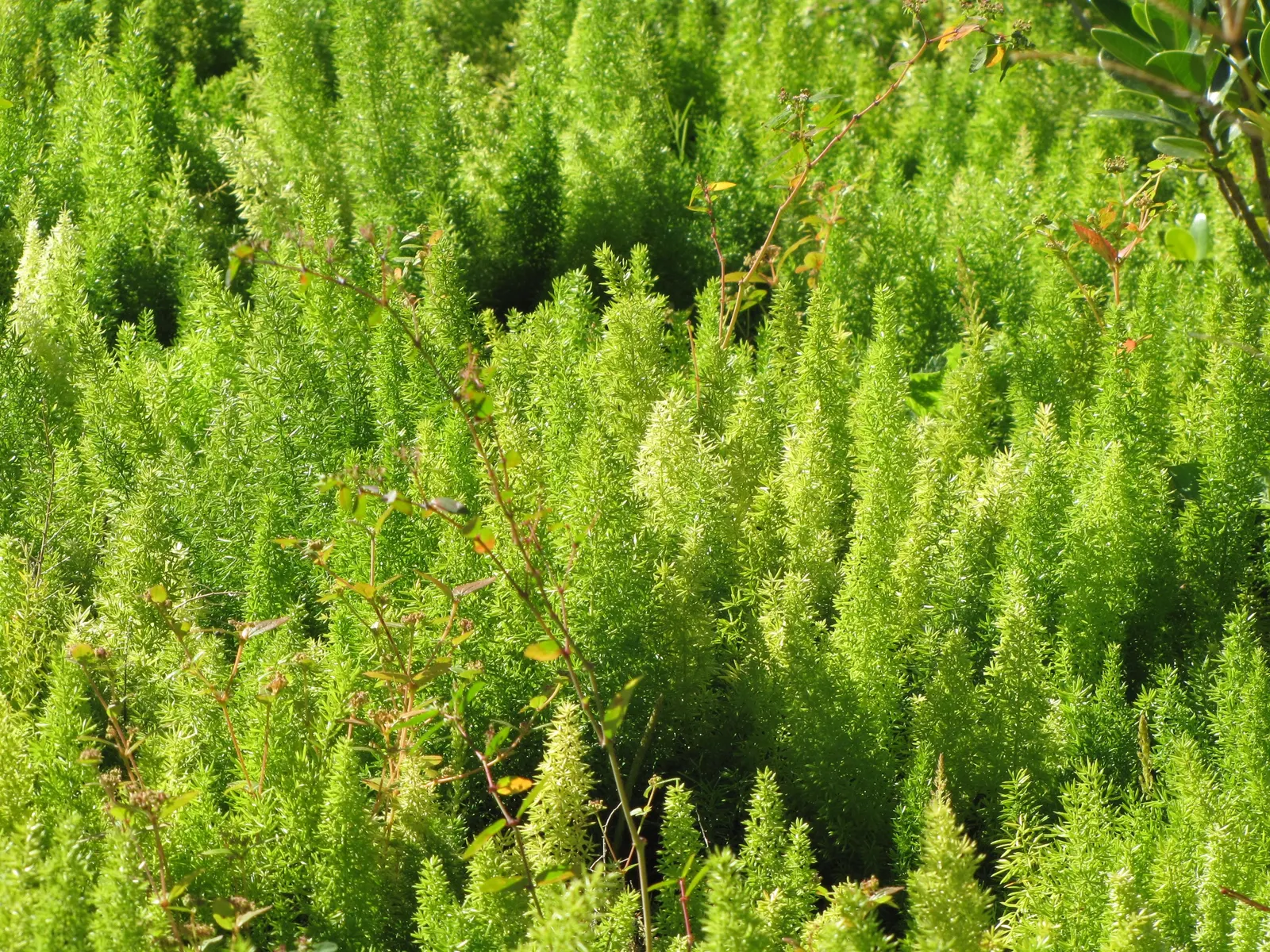 Myers Asparagus (Asparagus Densiflorus 'Myers') — needle-like leaves on upright plumes; adding an element of interest and contrast