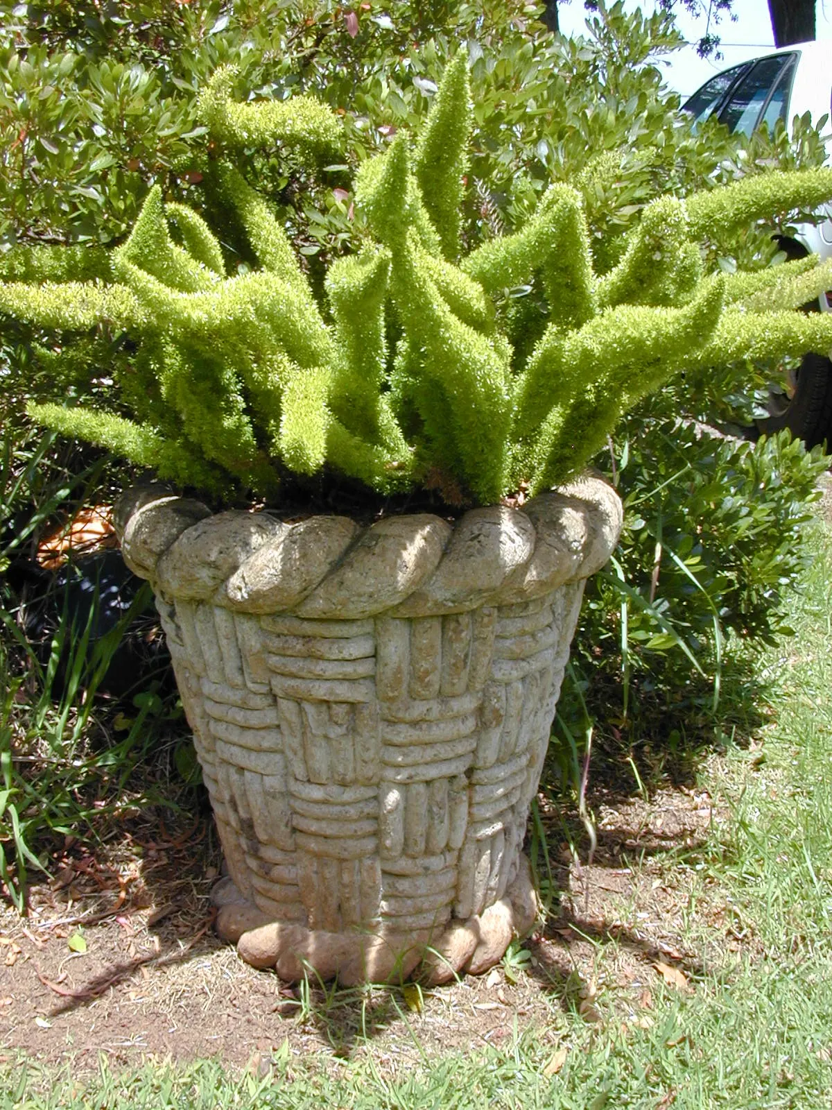 Myers Asparagus (Asparagus Densiflorus 'Myers') — periodic trimming of older stems is recommended