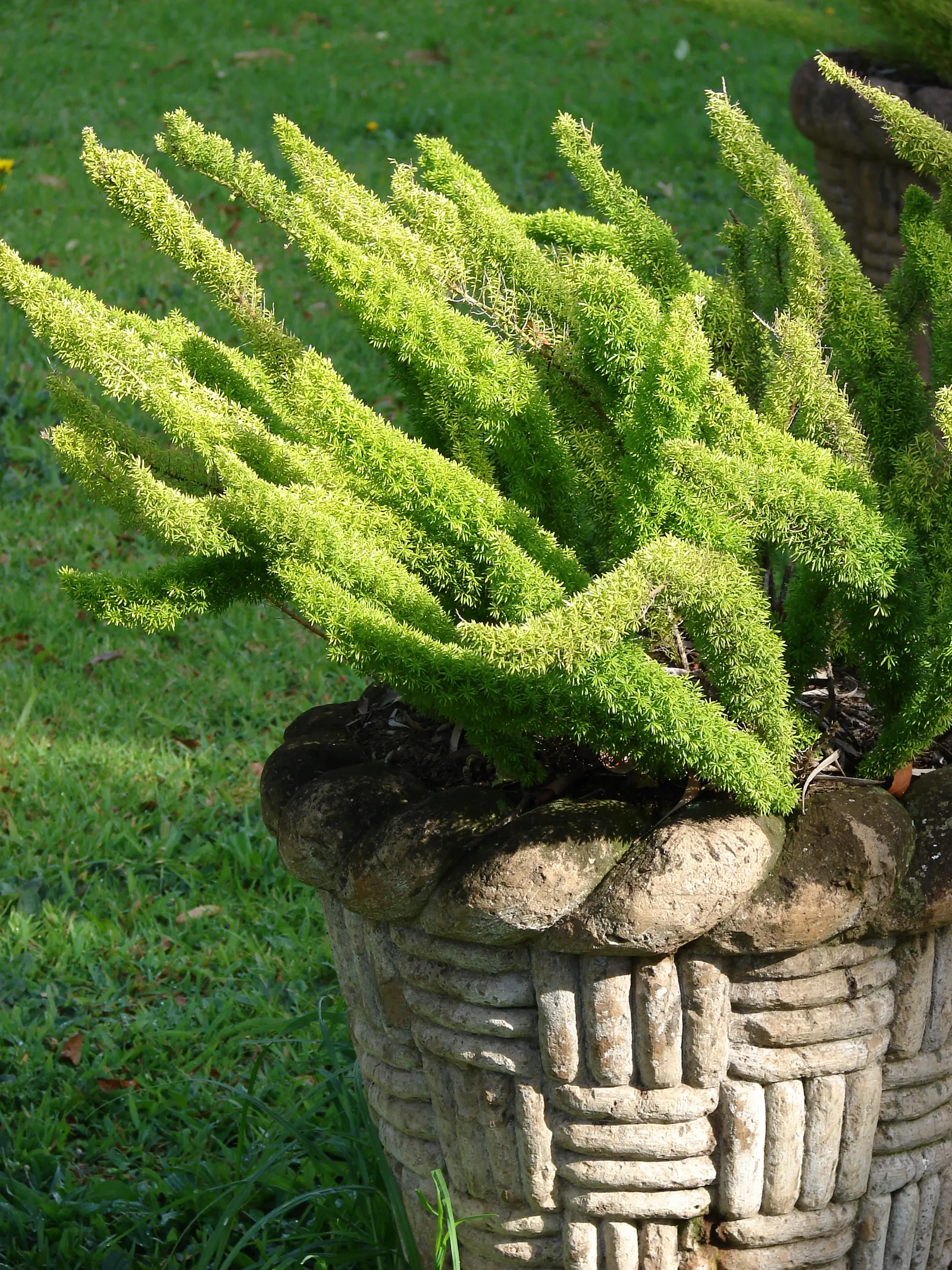 Myers Asparagus (Asparagus Densiflorus 'Myers') — you'll appreciate how this robust plant can survive with minimal care