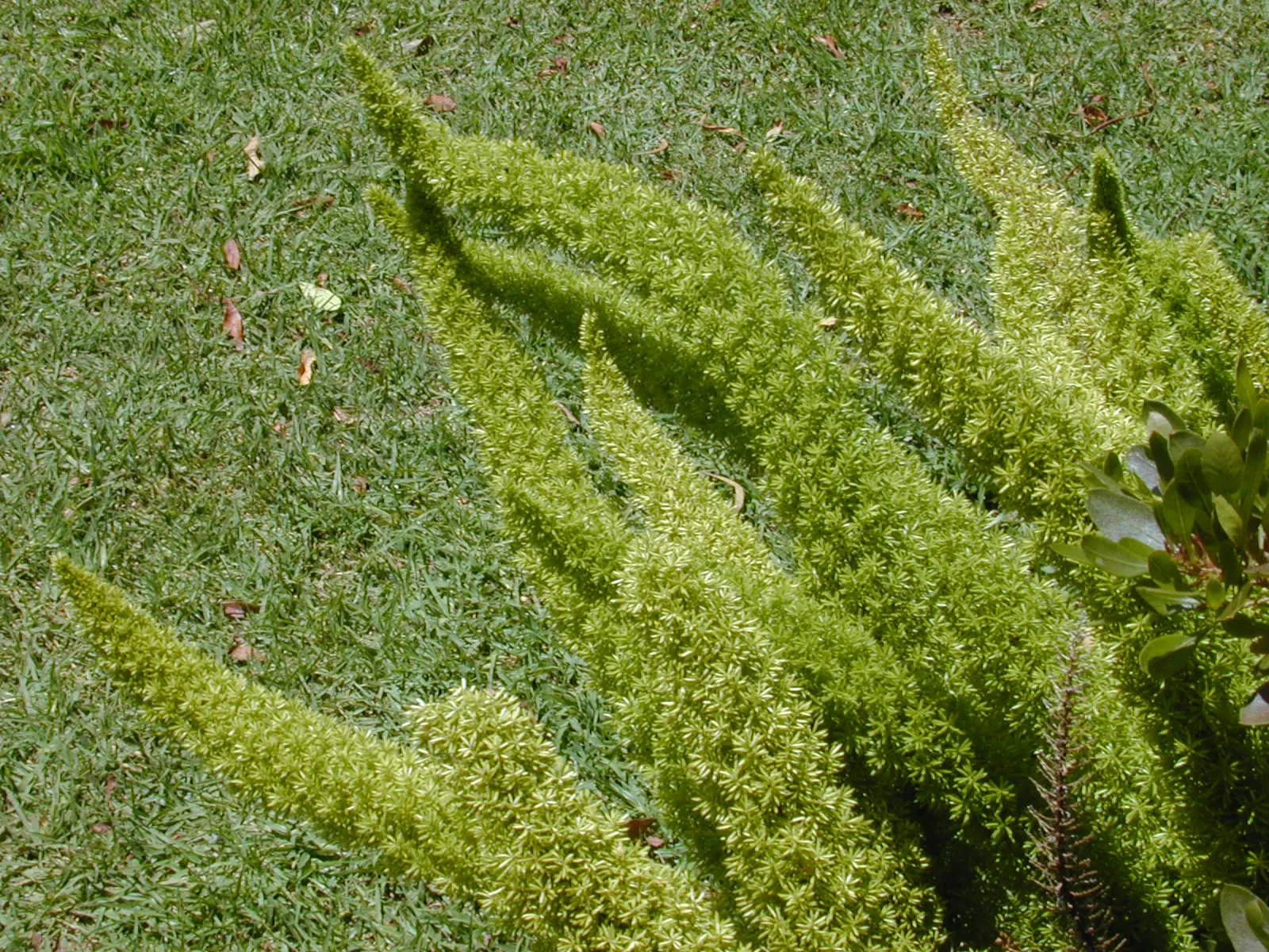 Myers Asparagus (Asparagus Densiflorus 'Myers') — This evergreen perennial thrives in USDA zones 9-11, maturing around 18-24 inches tall and wide; you'll