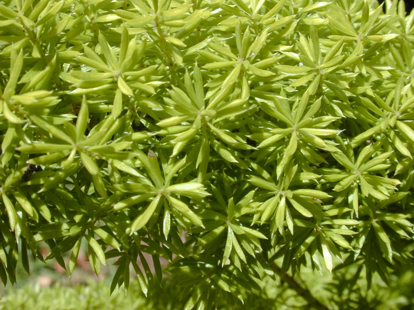 Myers Asparagus (Asparagus Densiflorus 'Myers') — commonly known as Myers Asparagus or Foxtail Fern