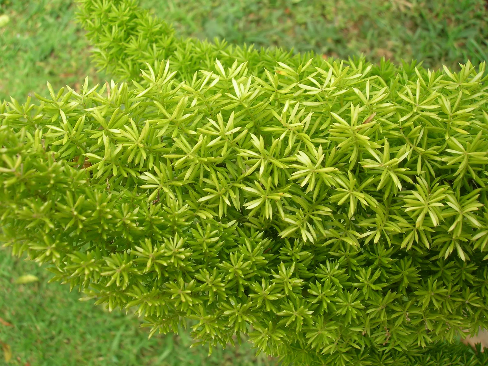 Myers Asparagus (Asparagus Densiflorus 'Myers') — the 'Myers' is a member of the lily family; for a polished appearance